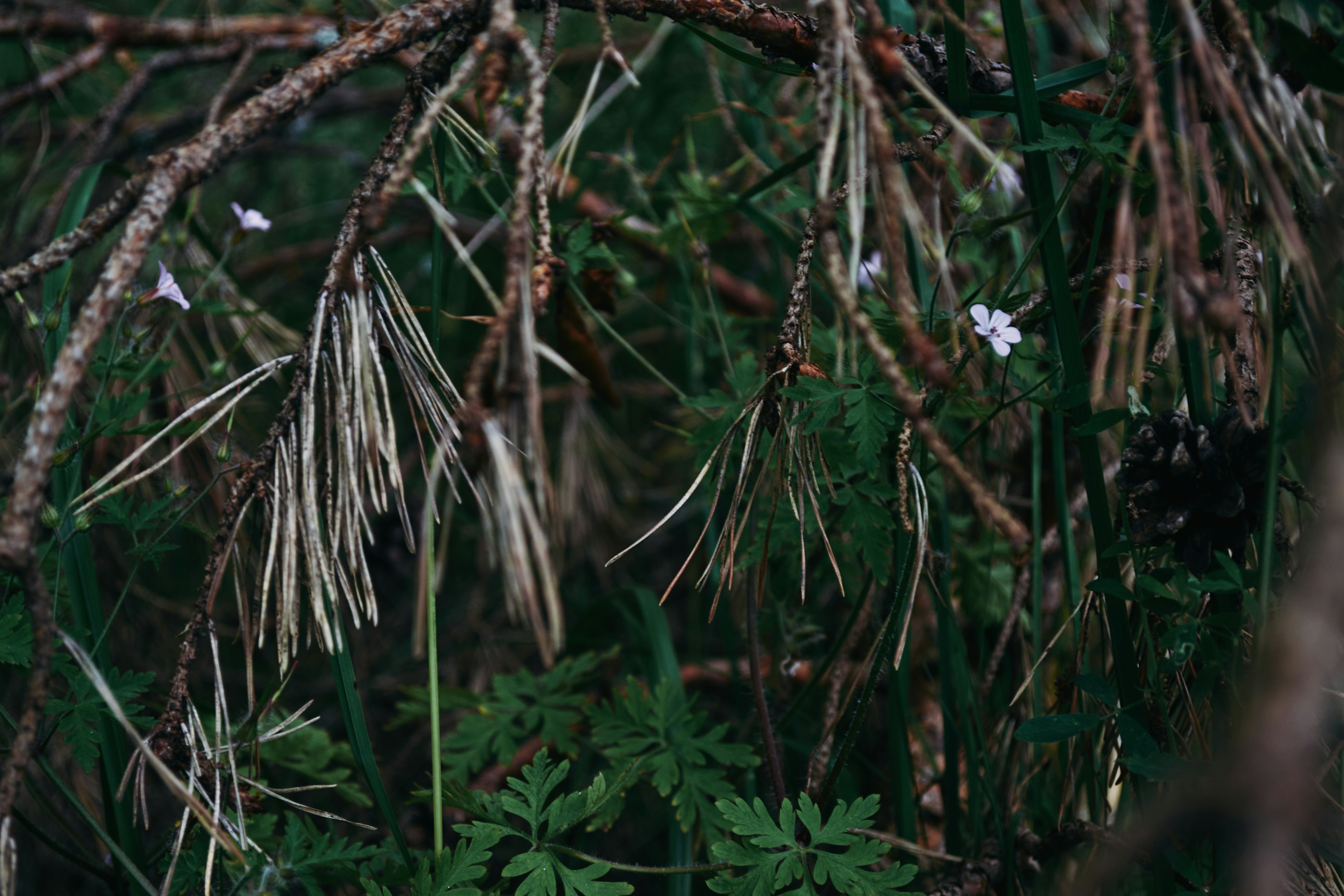 乾燥した松葉と緑の葉。