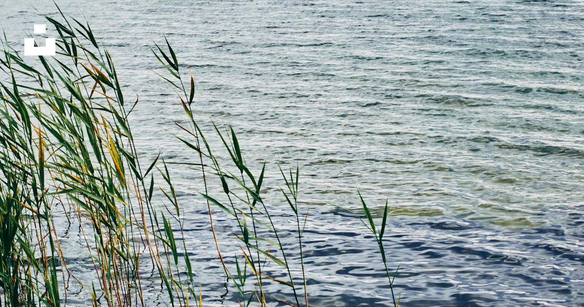 Reeds grow beside a rippling lake. photo – Free Wallpaper Image on Unsplash