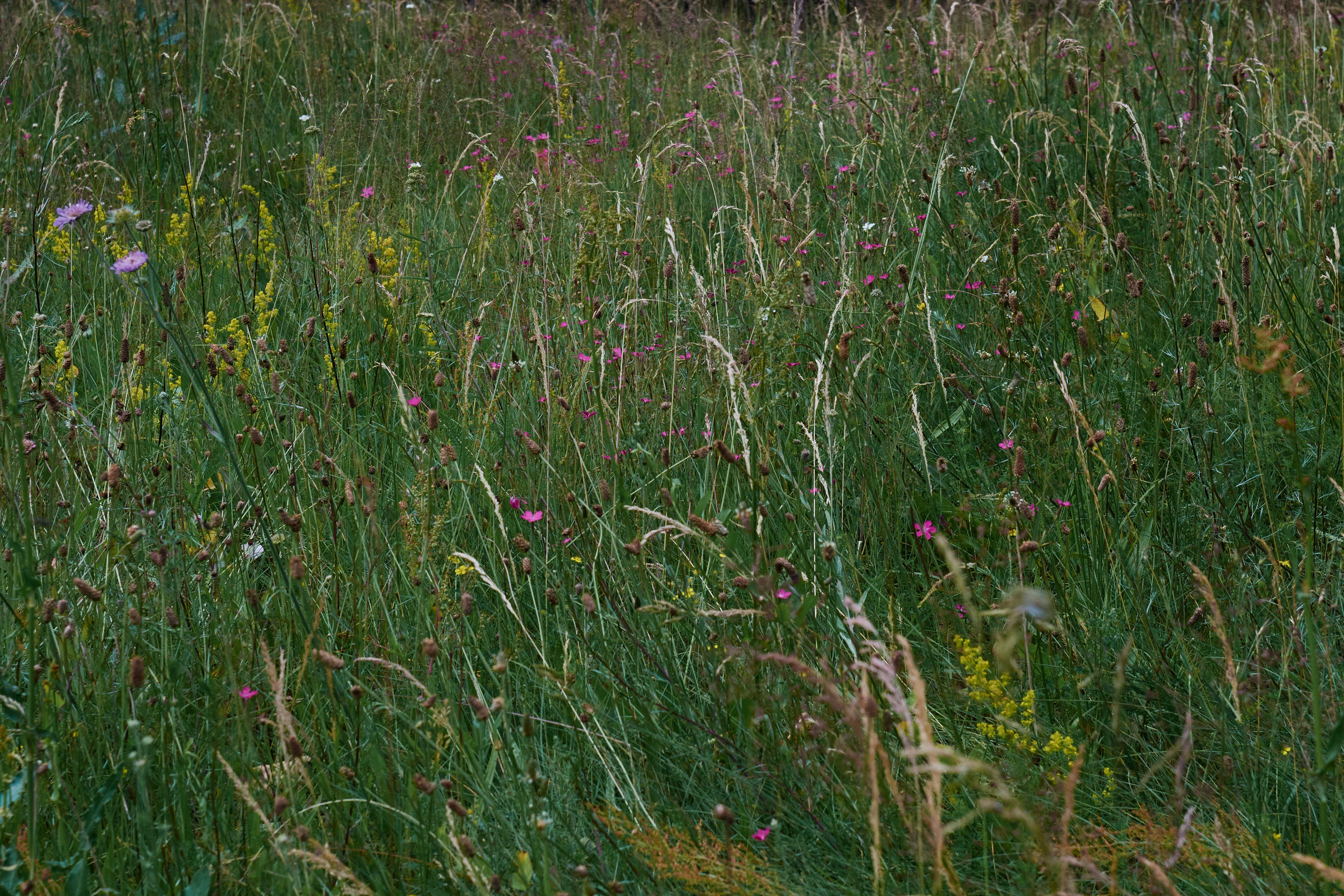 Photo by hannaxsulphur