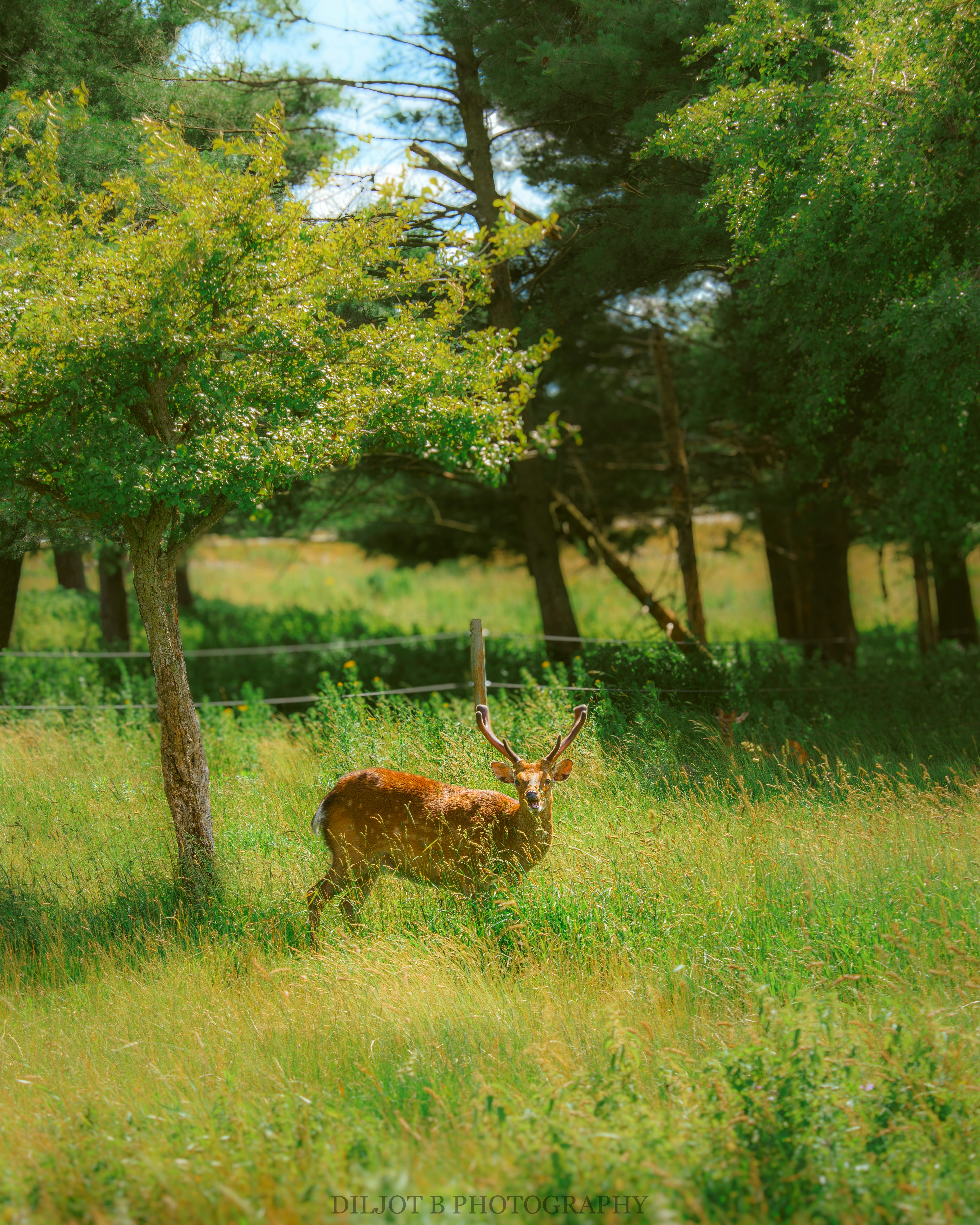 Photo by diljotbphotography