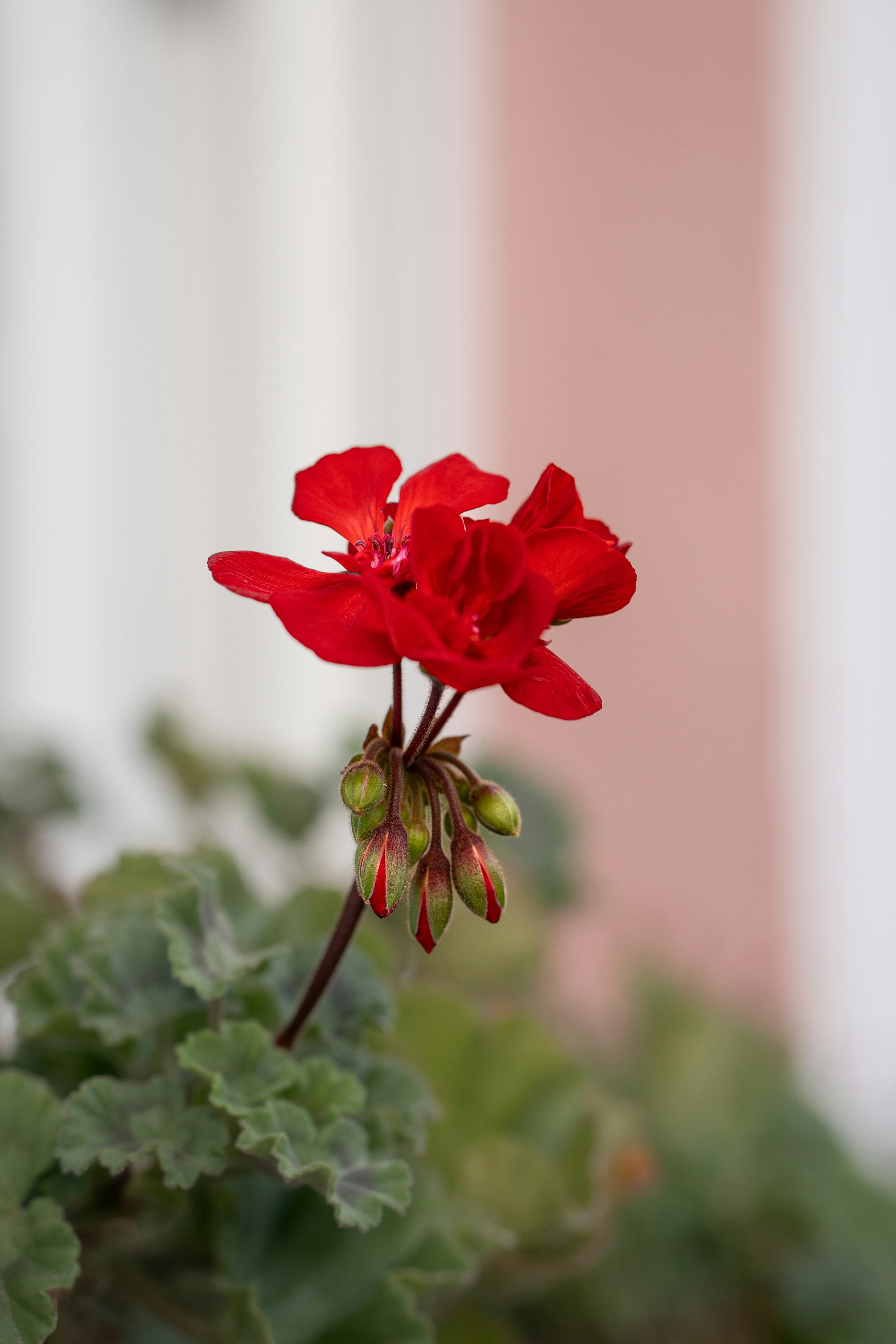 A vibrant red flower blooms in the sunlight.