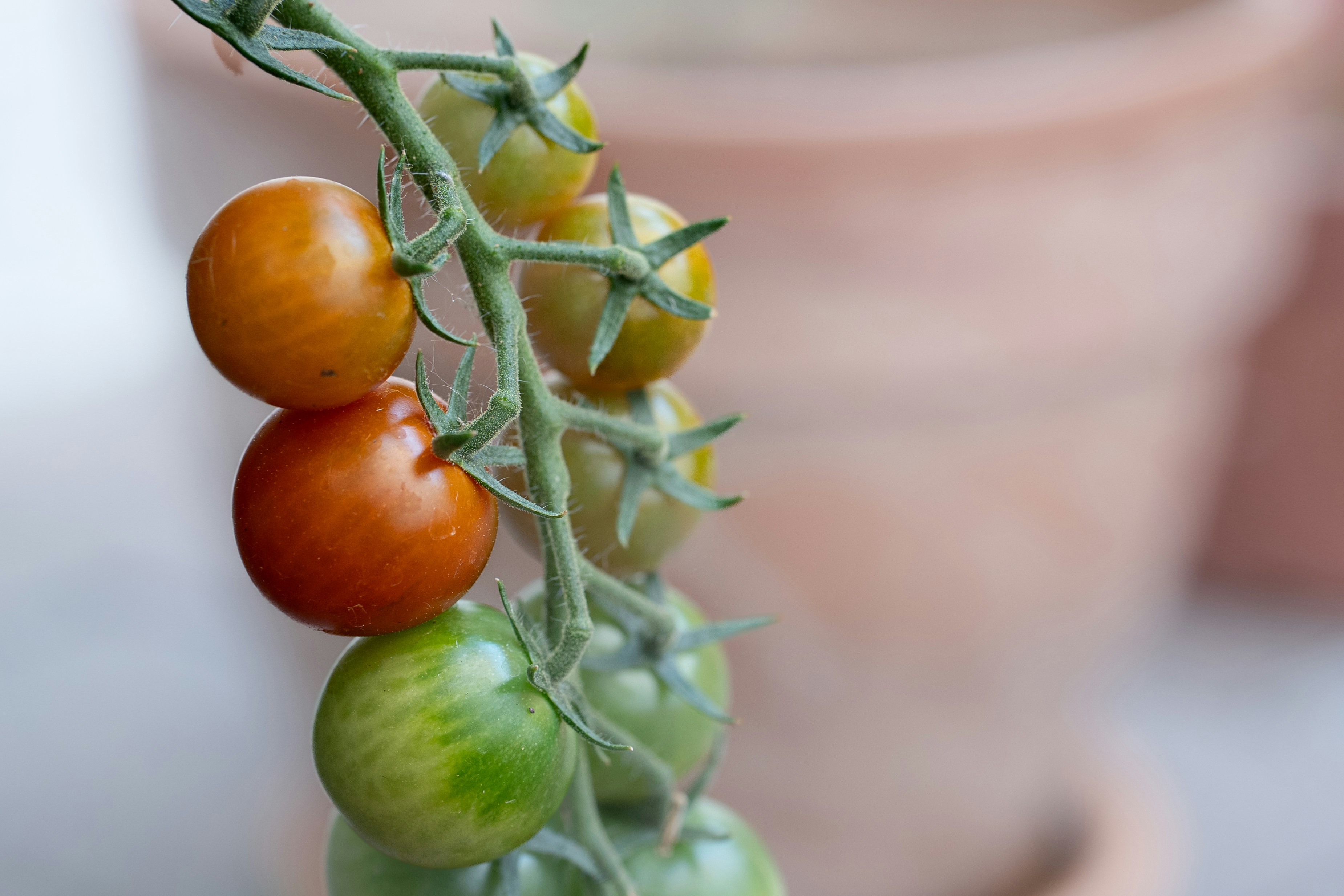 Healthy crops after using our products