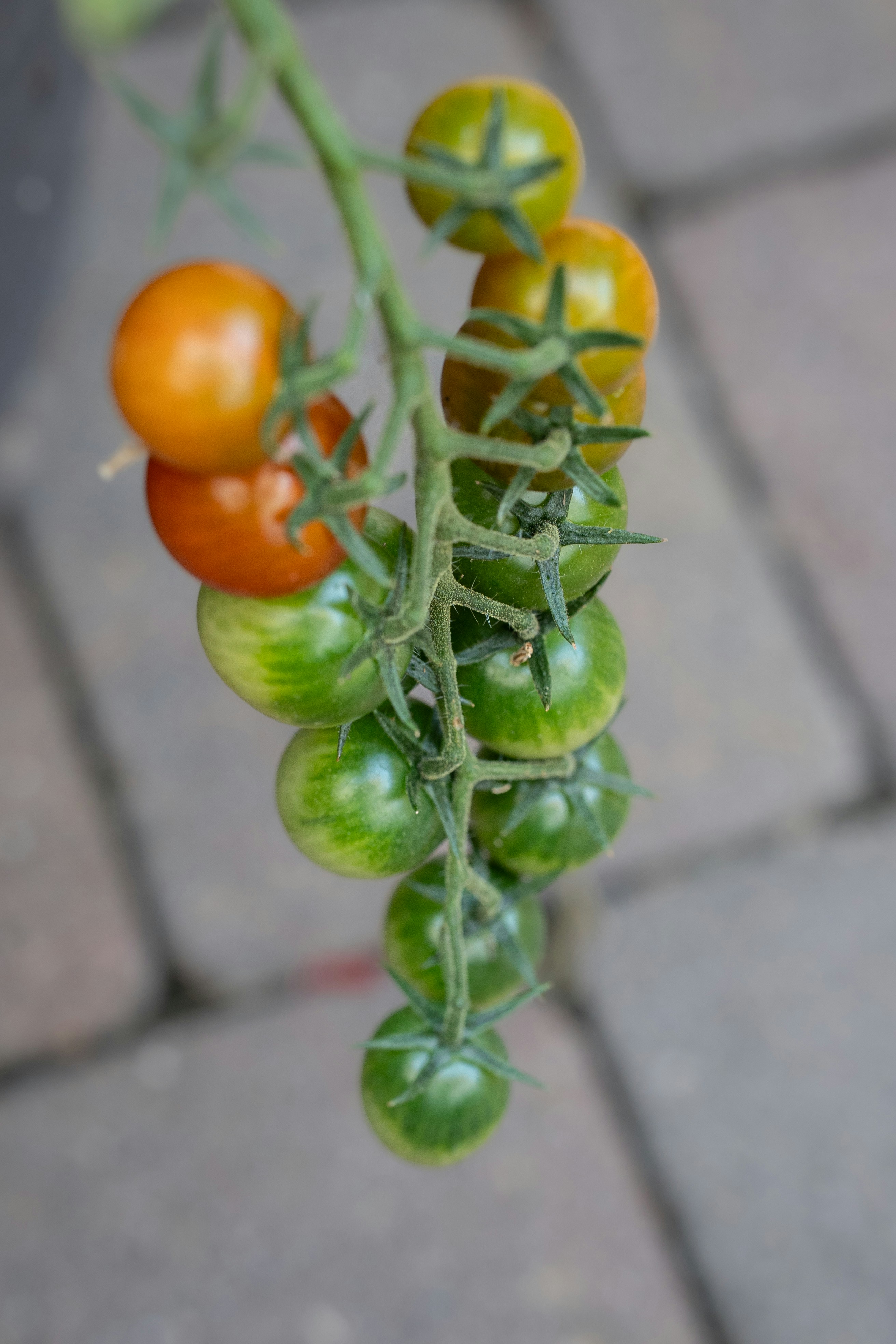 A cluster of ripening cherry tomatoes hangs.