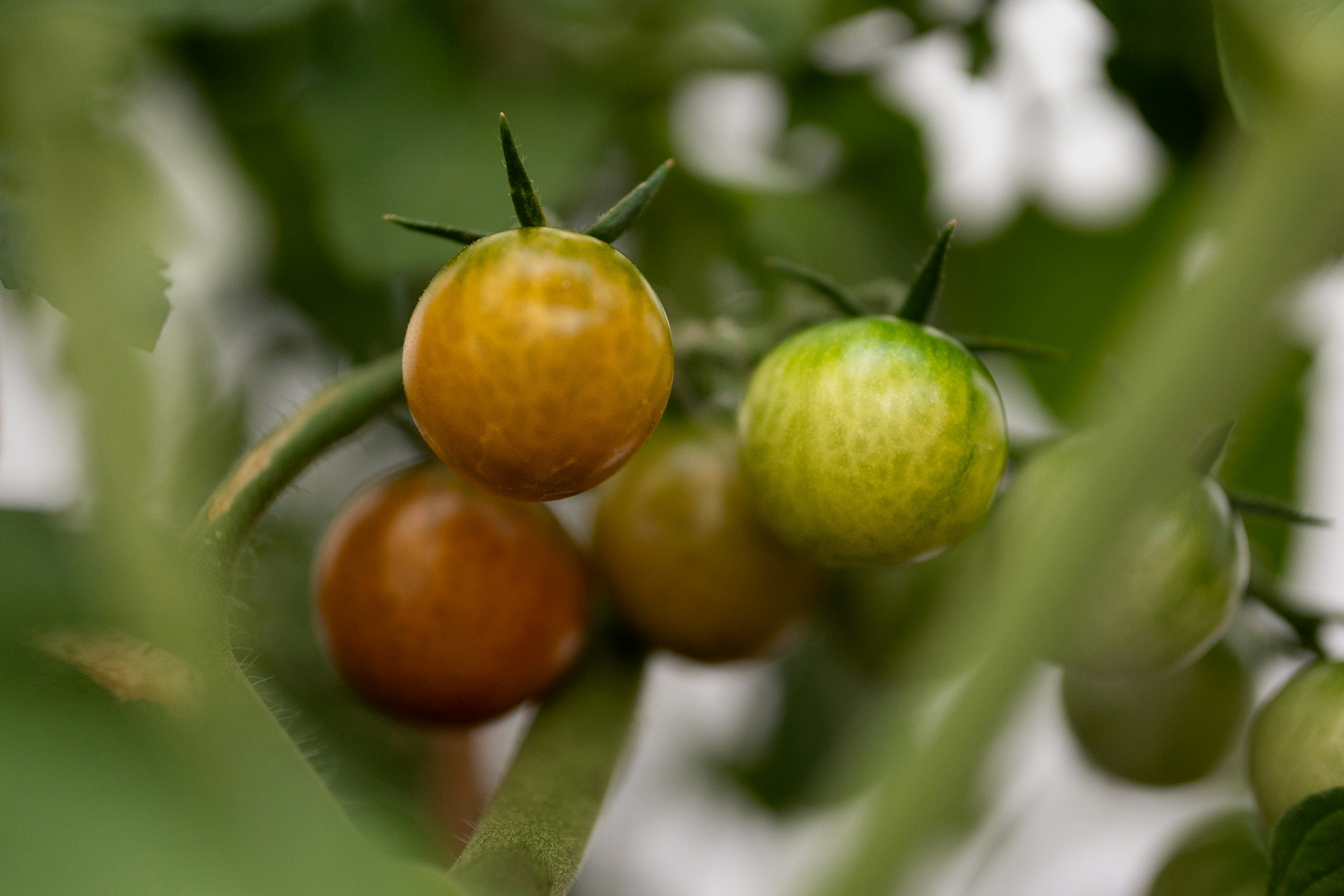 Ripe and unripe tomatoes grow on a vine.