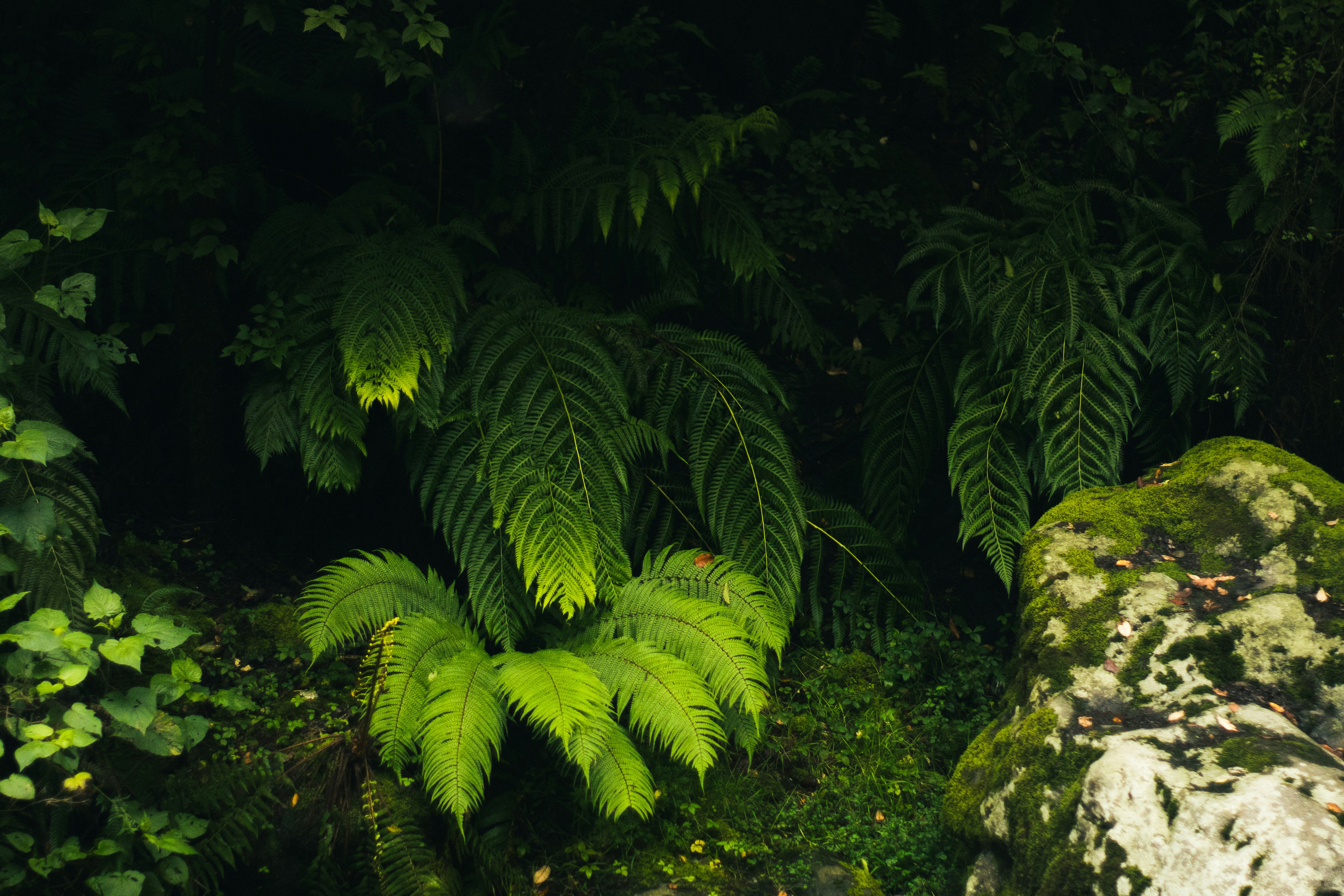 Lush ferns thrive in a dark, green forest.