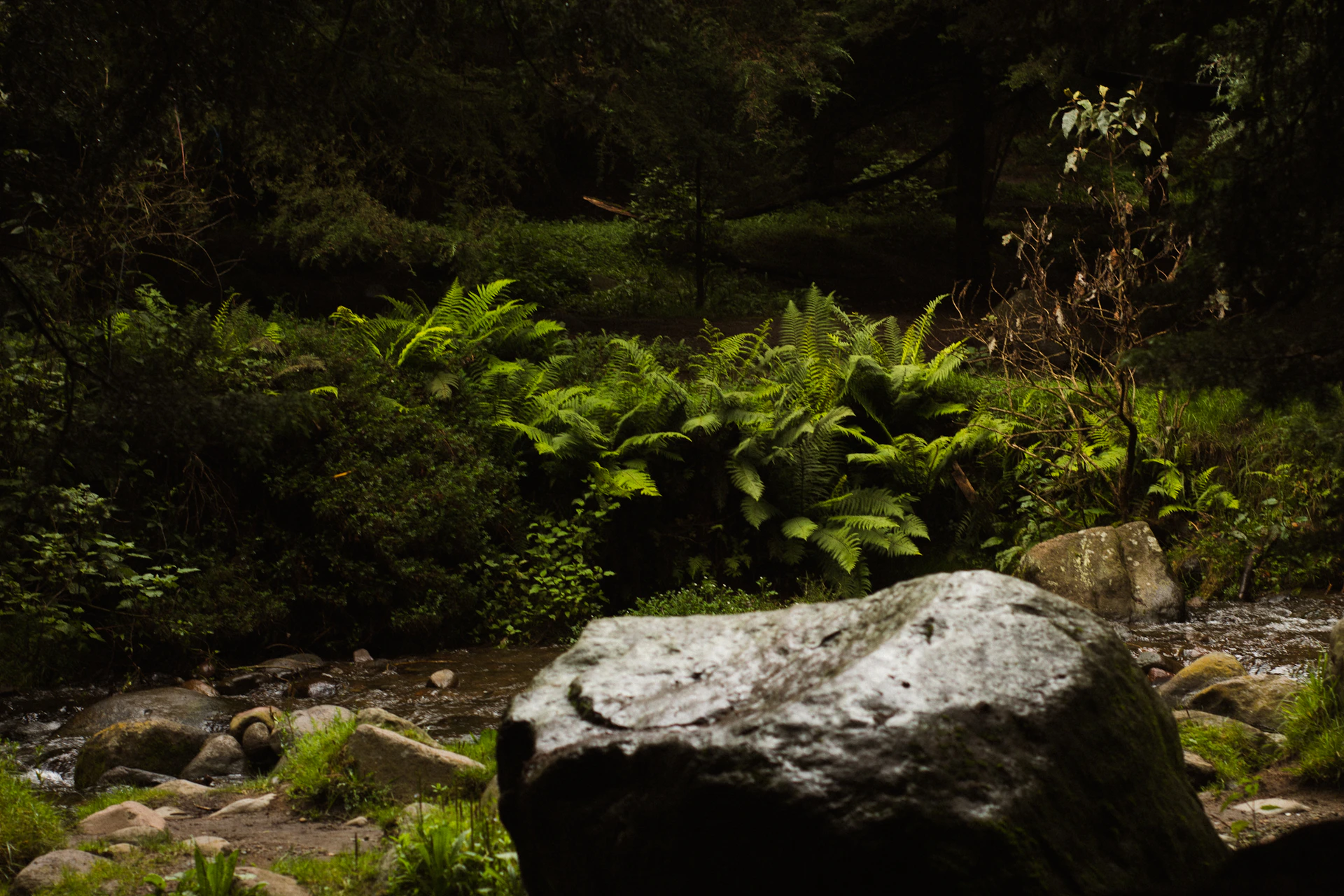 Lush, green foliage and rock in a tranquil forest