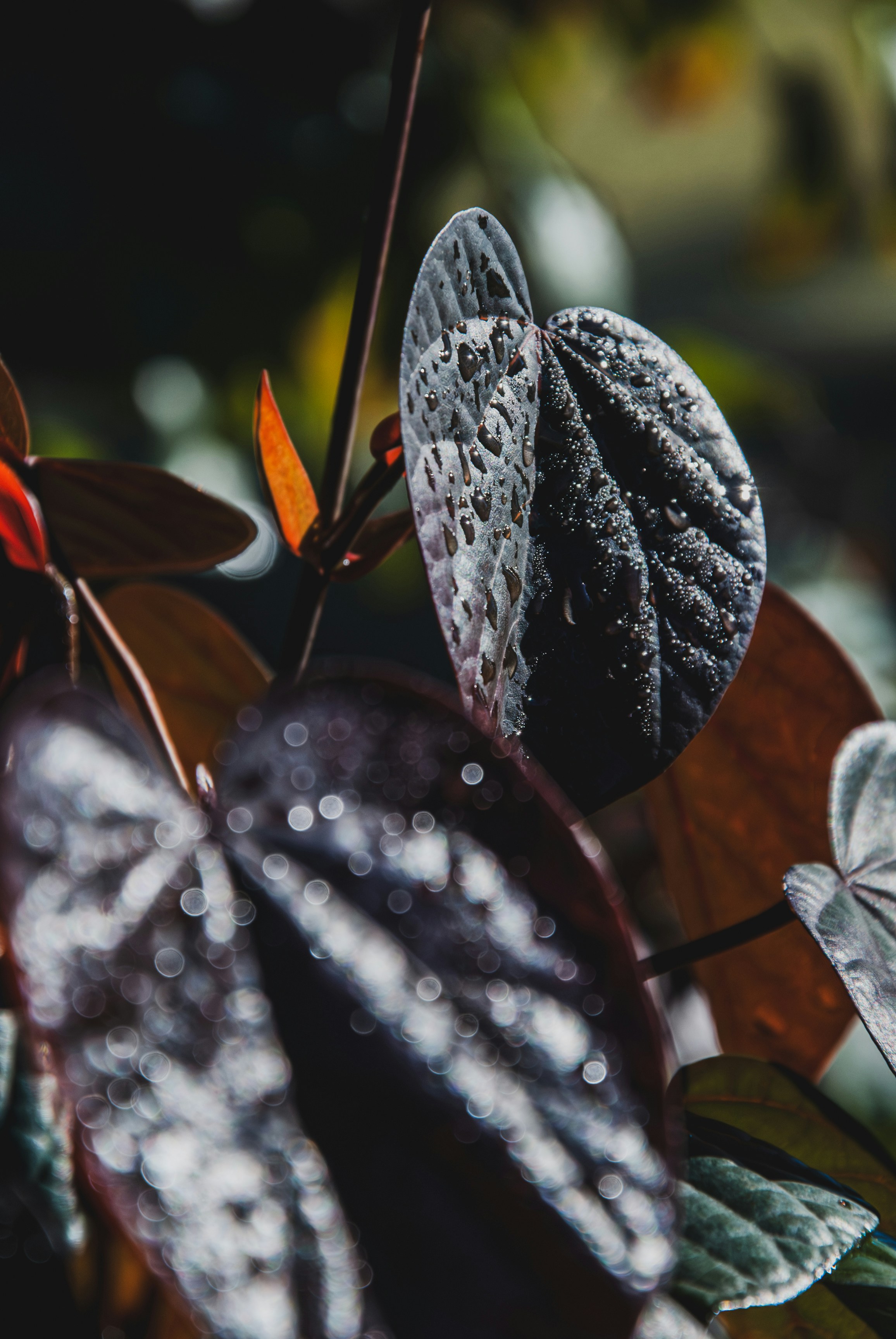 Dark leaves are showcased with water droplets.