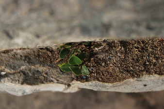 Small green plant grows on brown surface.