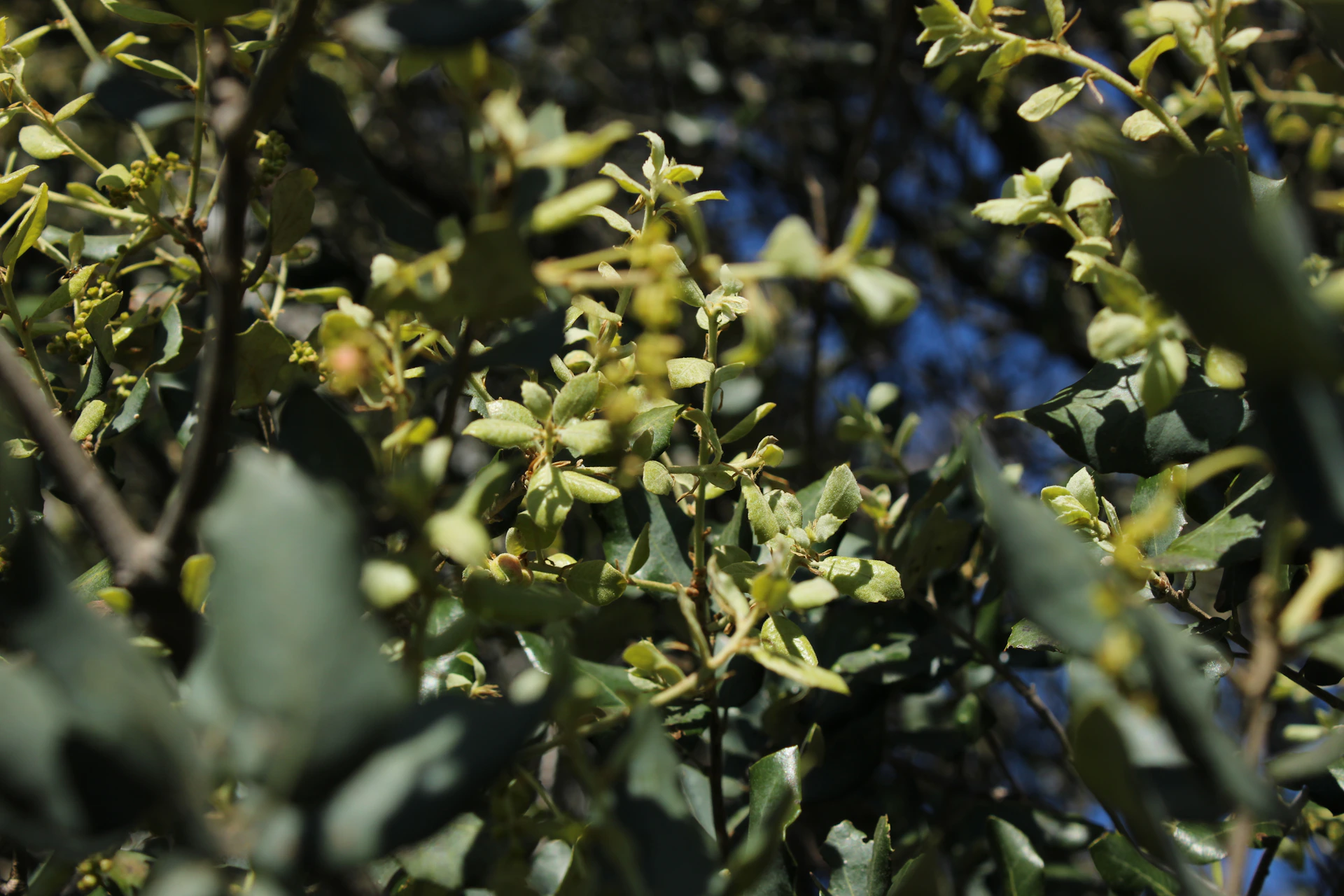 Lush green leaves and twigs in sunlight.