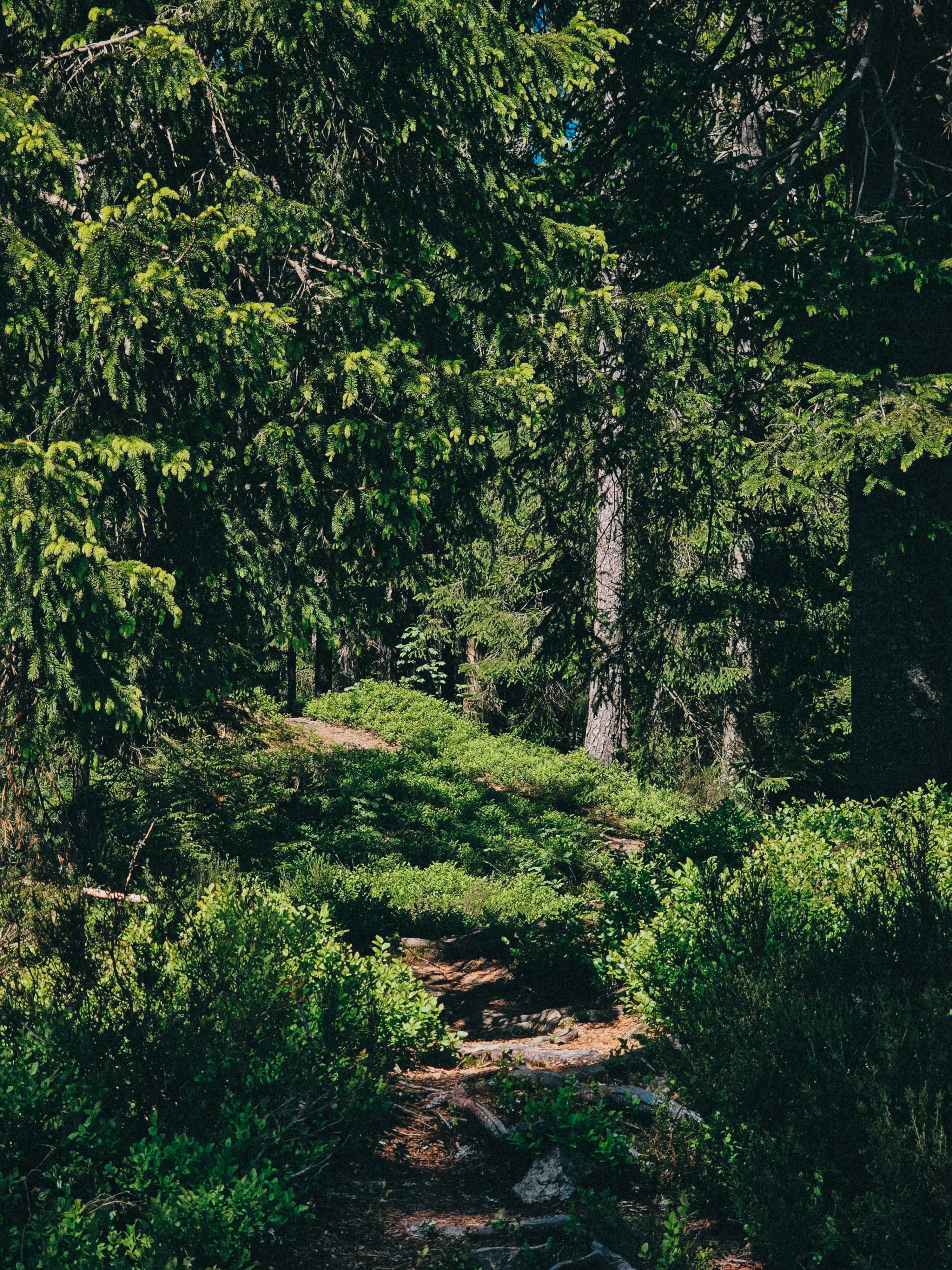 A lush, green forest scene with a small path.