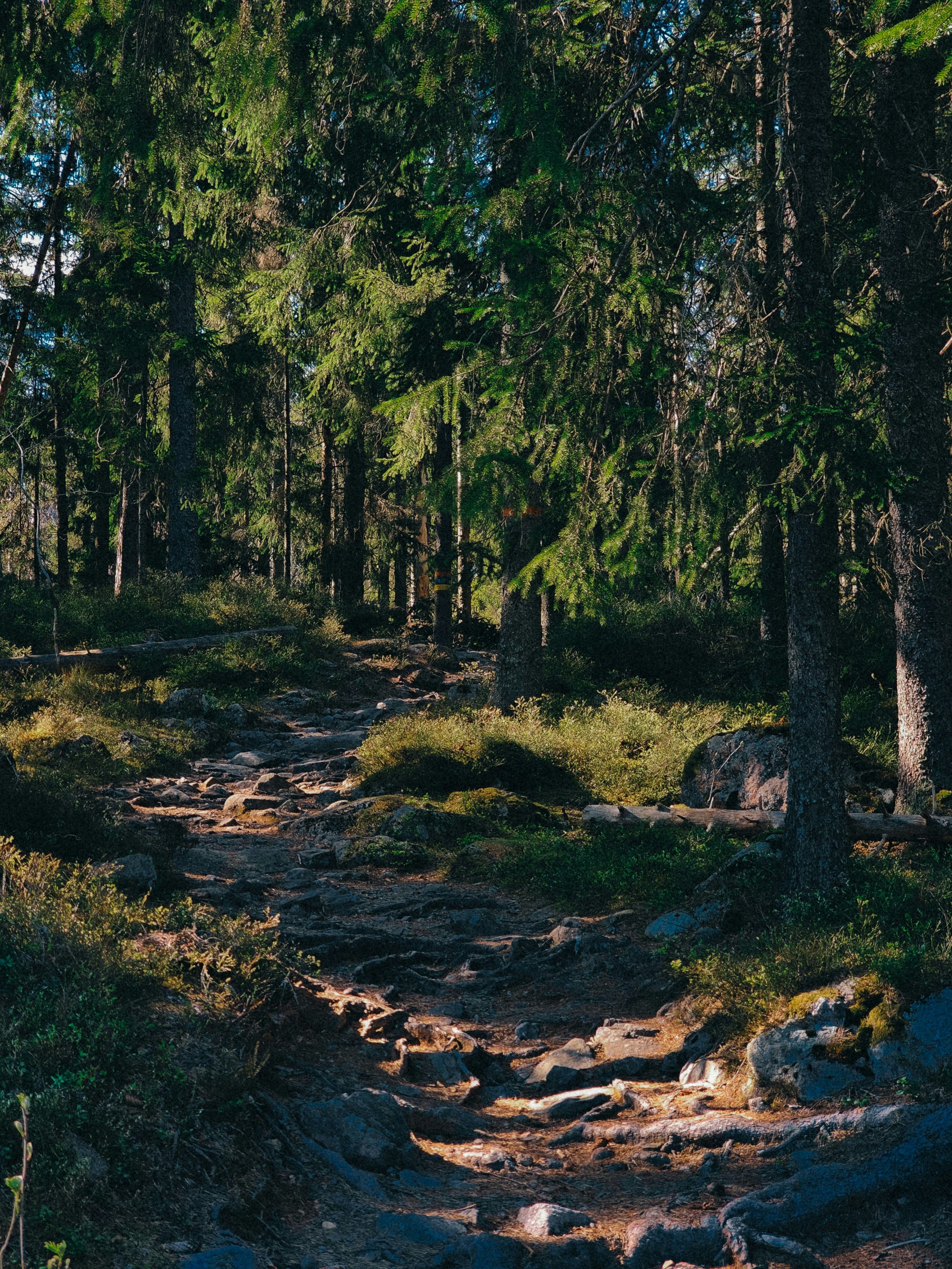 A rocky path winds through a lush forest.