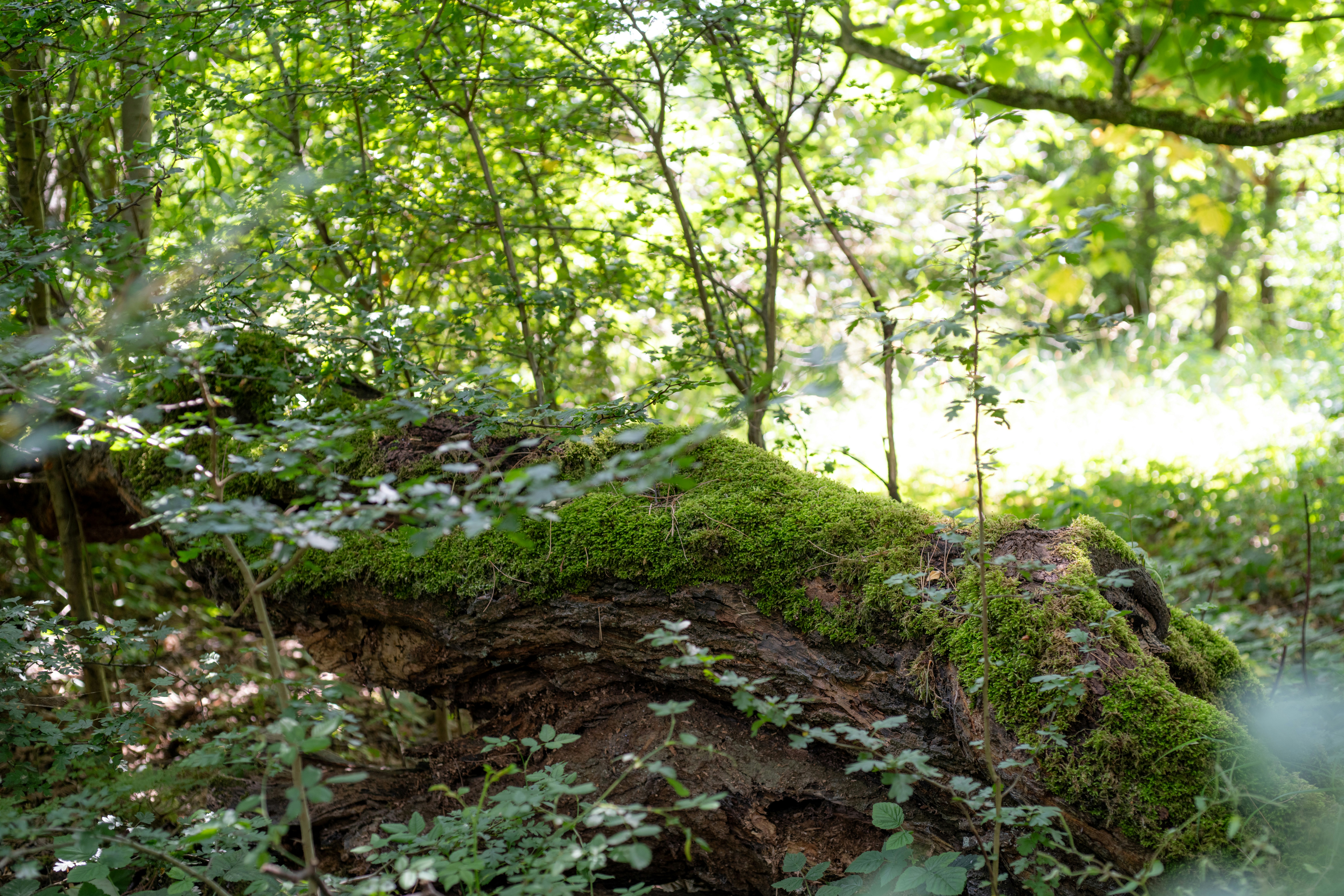 Wisdom is contextual