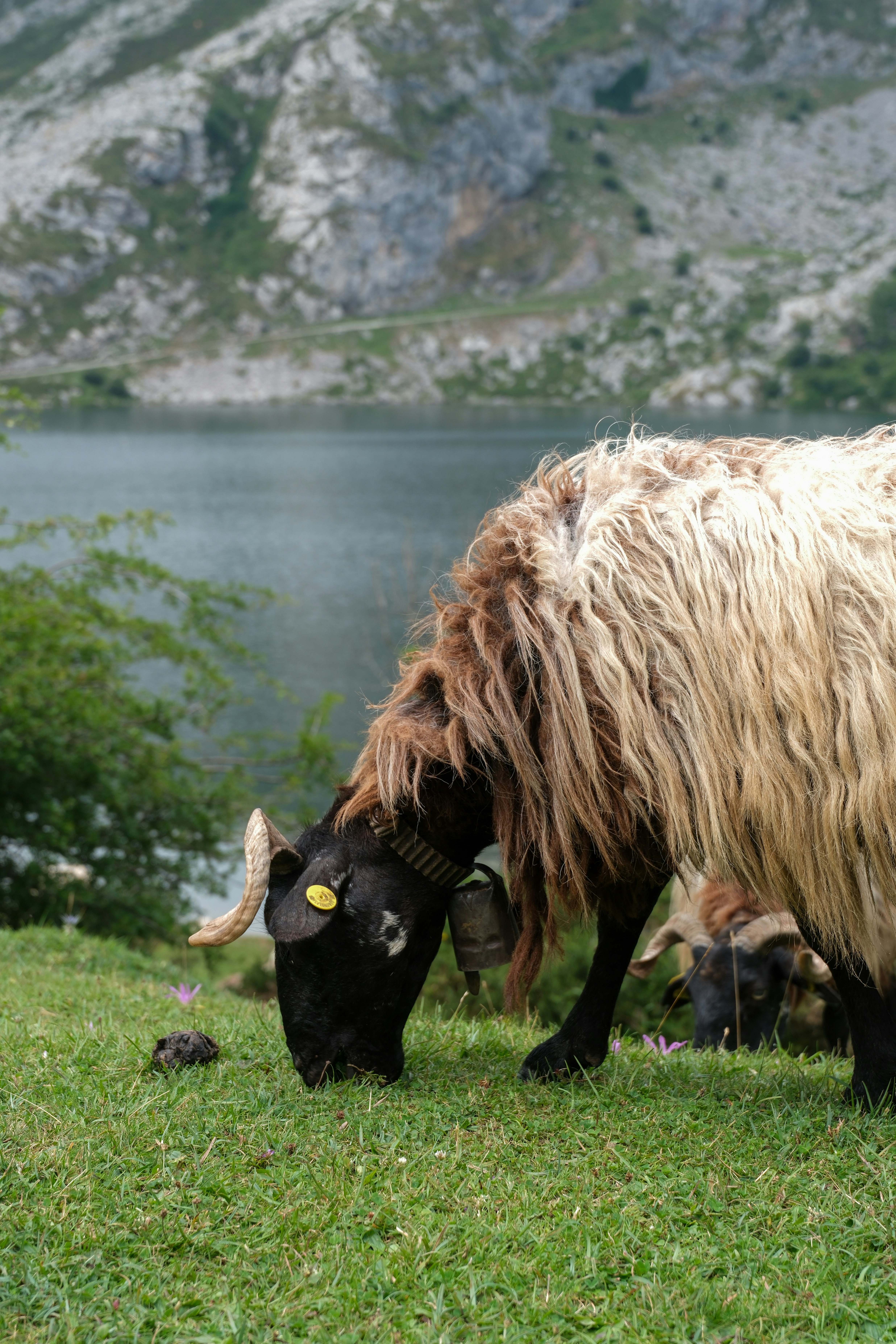 Una oveja pasta en la hierba verde cerca de un lago.