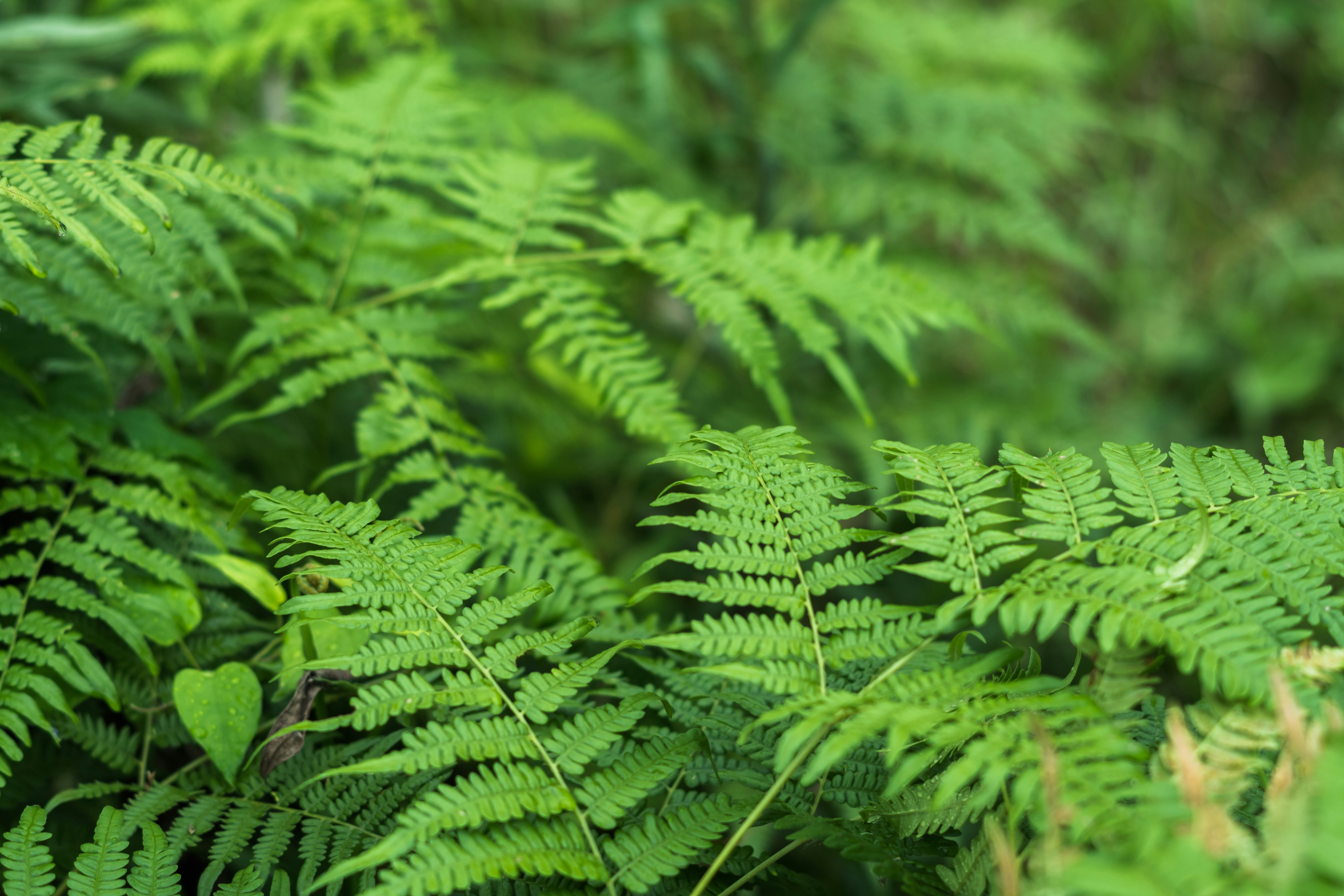 Photo by eikichishutou