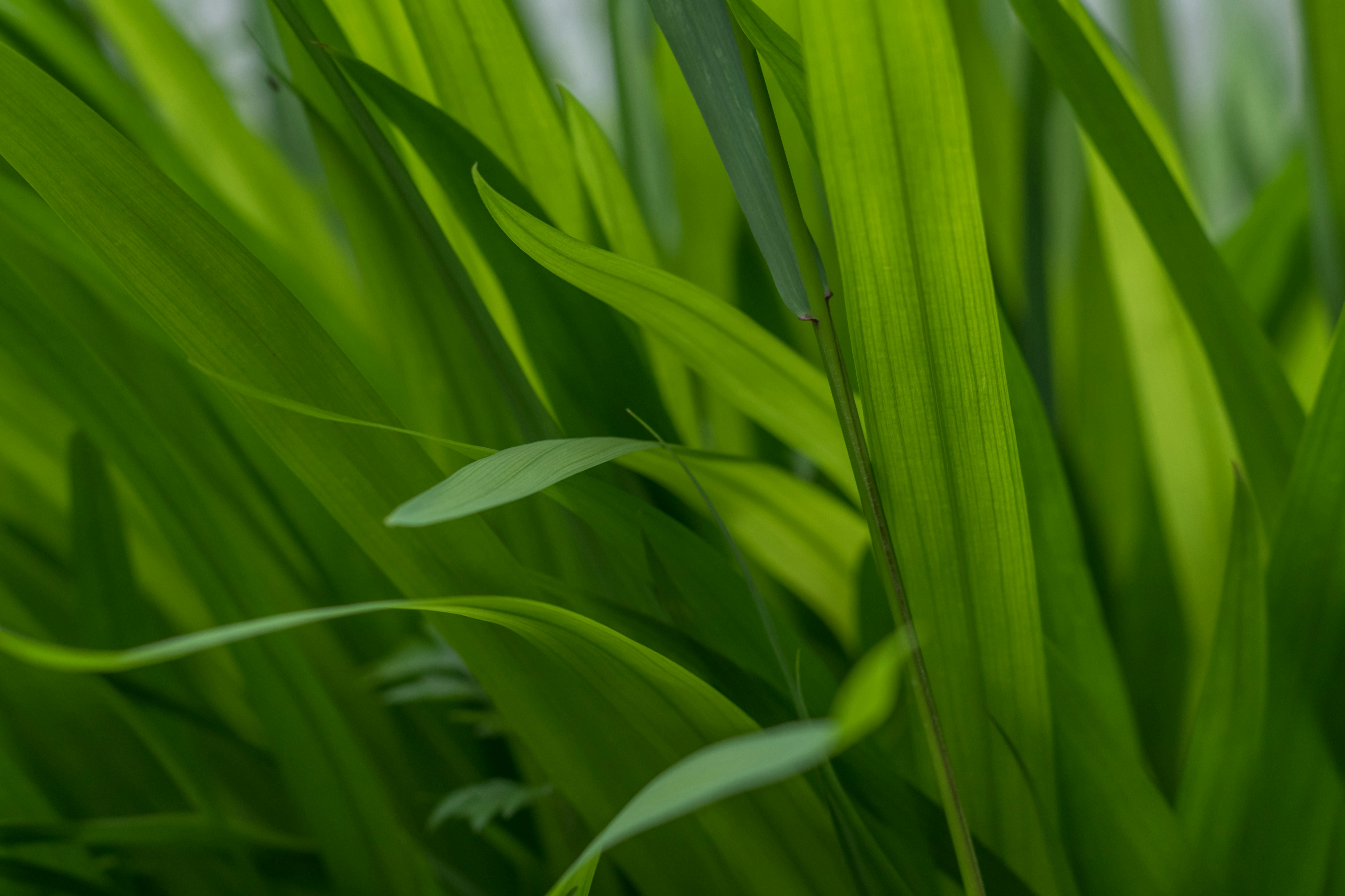 Photo by eikichishutou