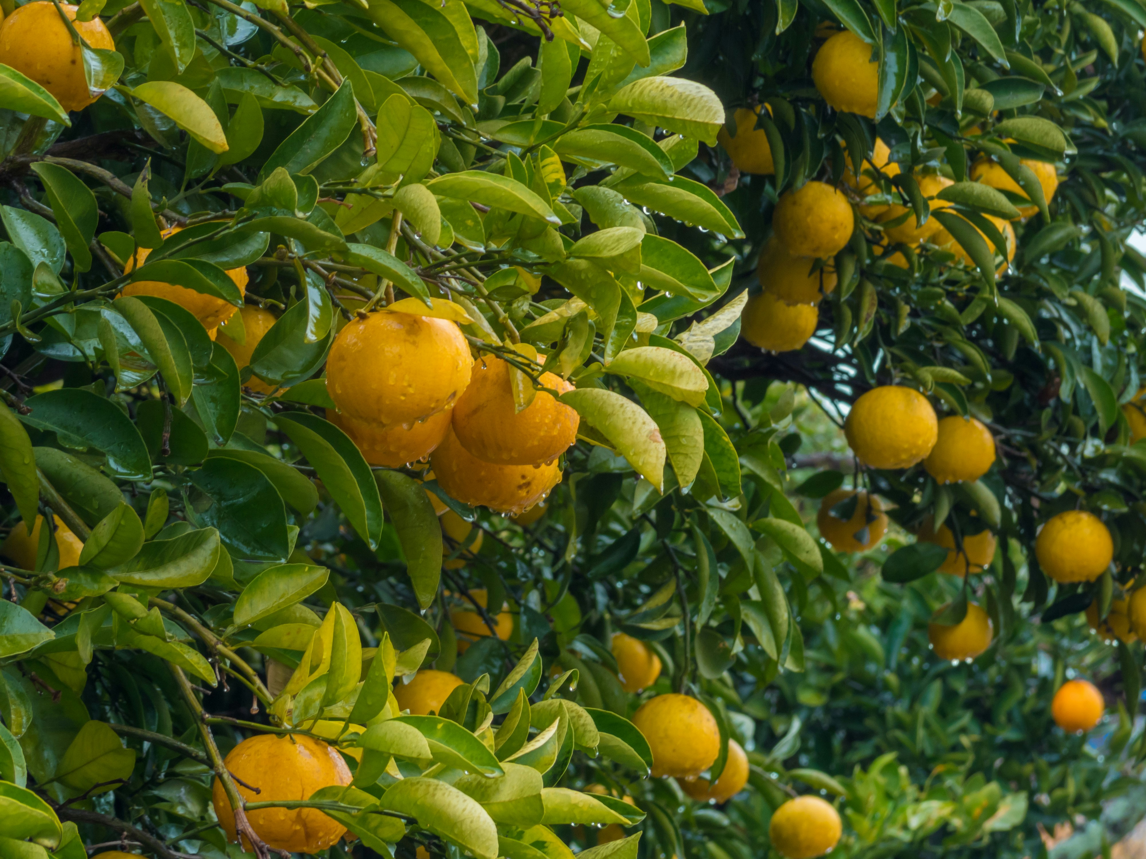 Photo by eikichishutou