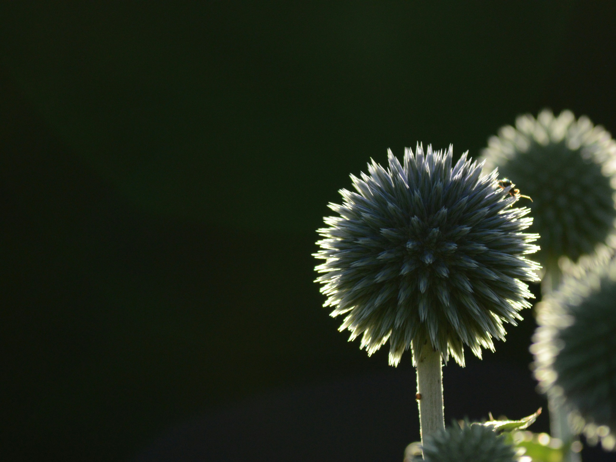 Luxury background texture