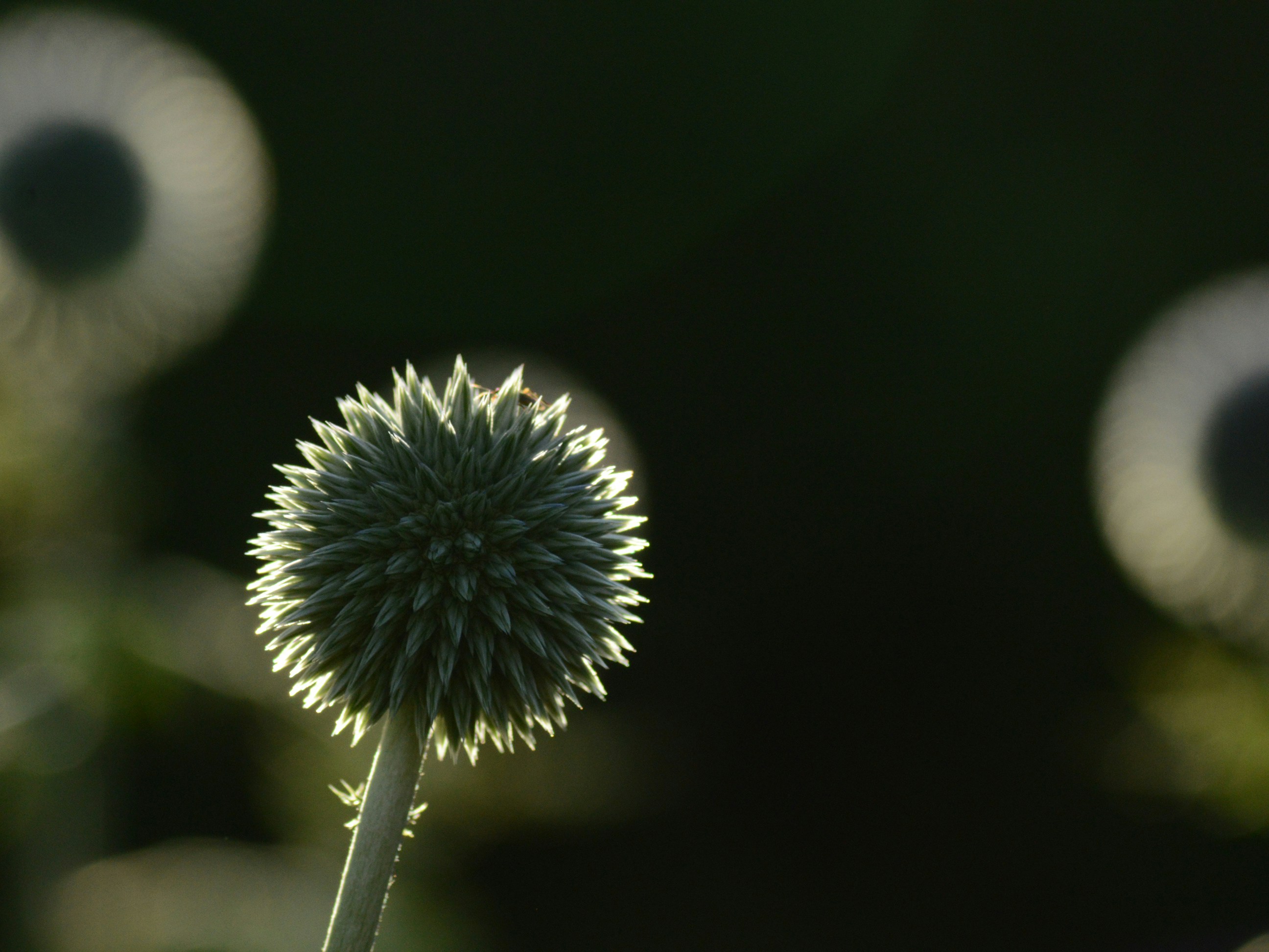 Luxury background texture