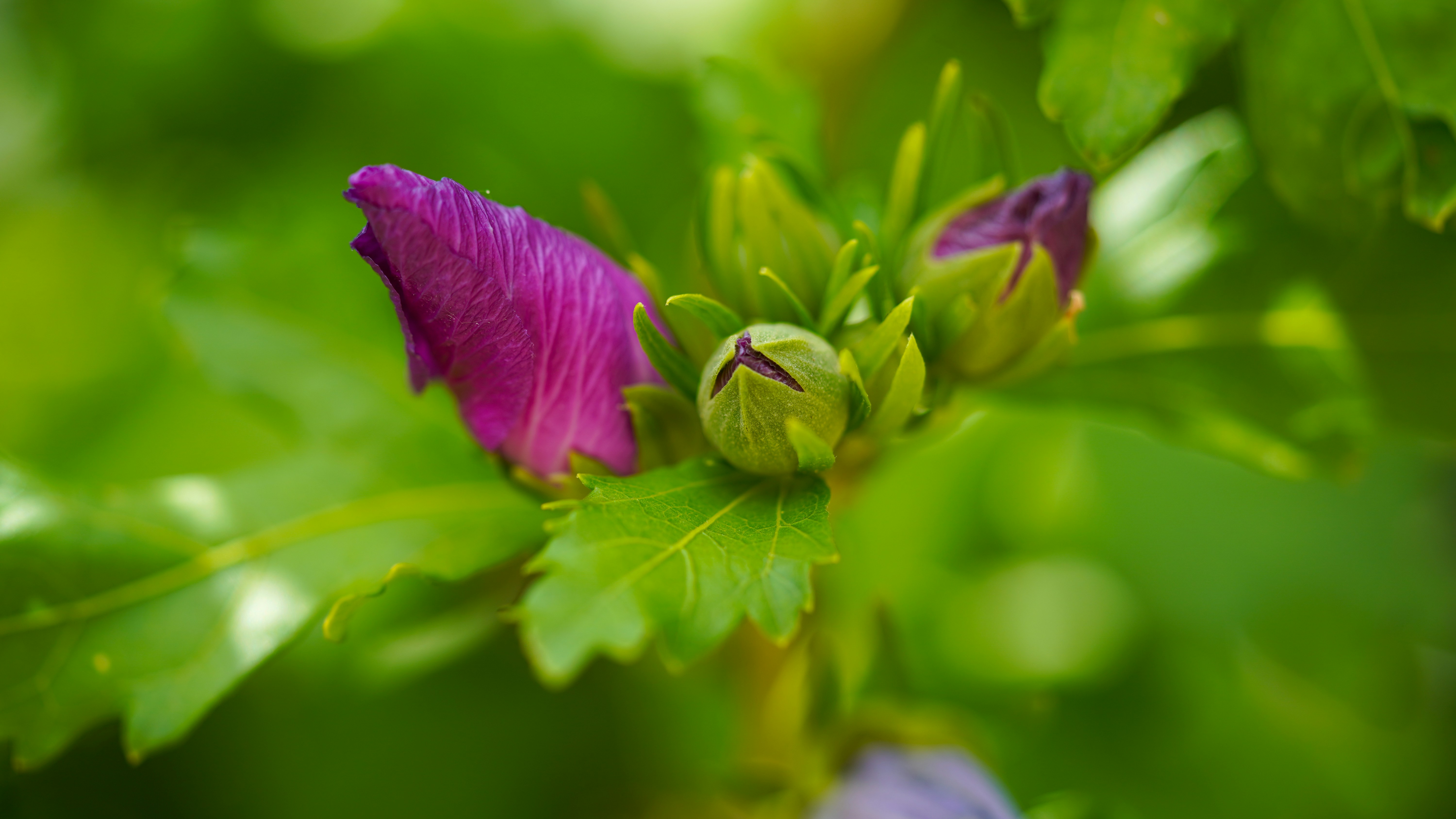 Purple flower buds emerge from green leaves.