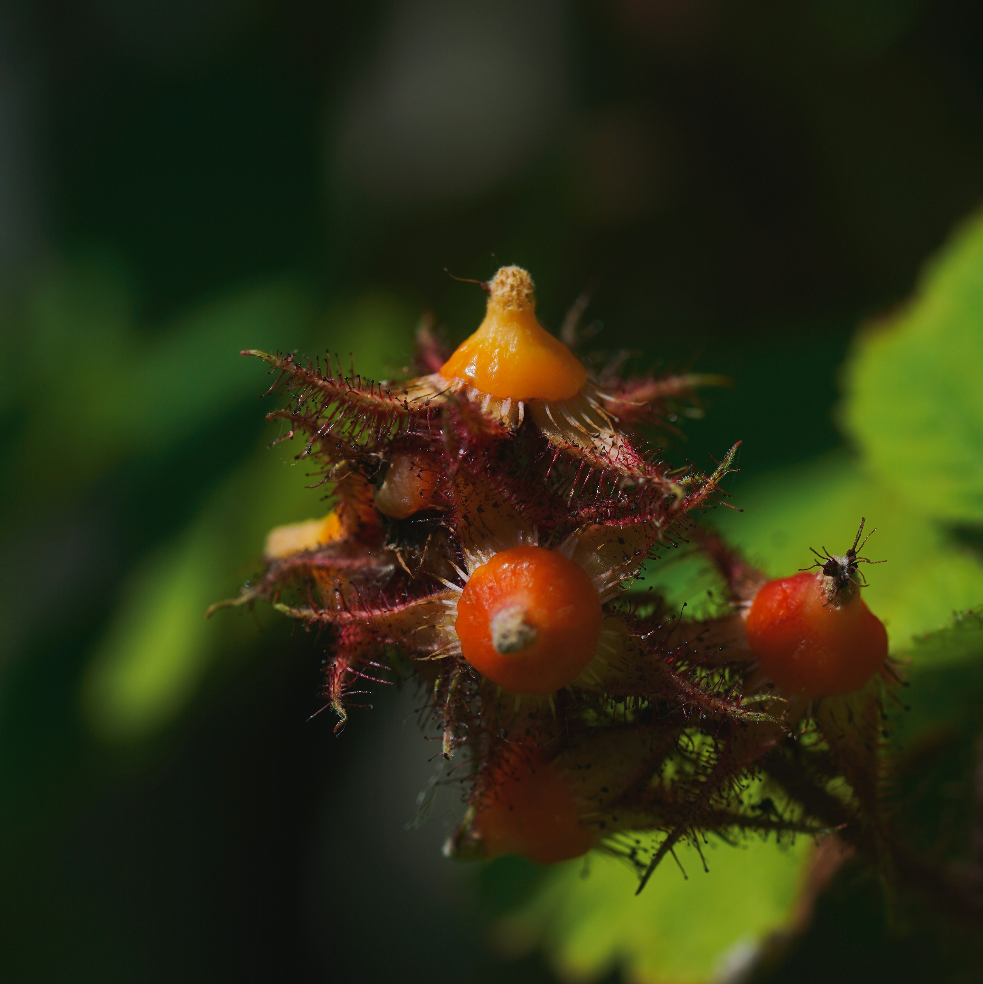 A close-up shot of a unique orange fruit.