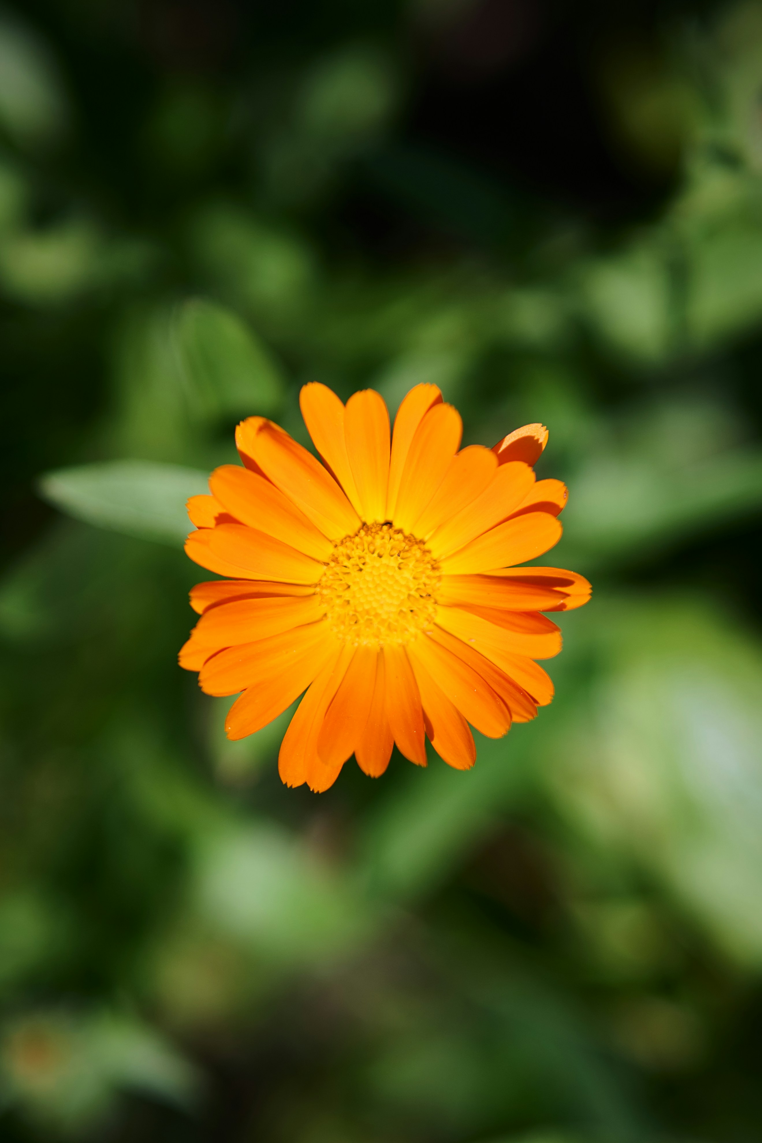 Photo by stefanschwinghammer