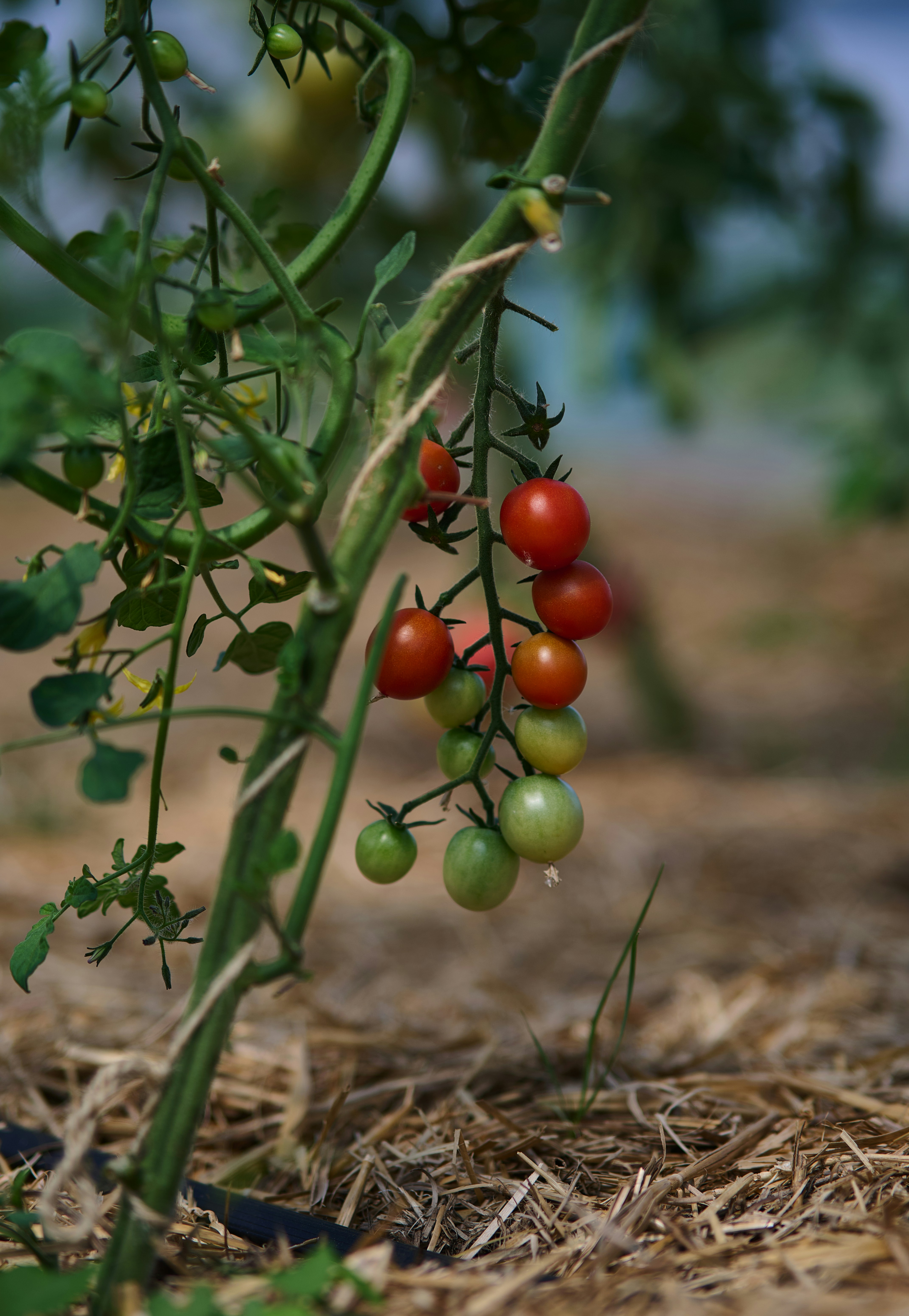 Photo by stefanschwinghammer