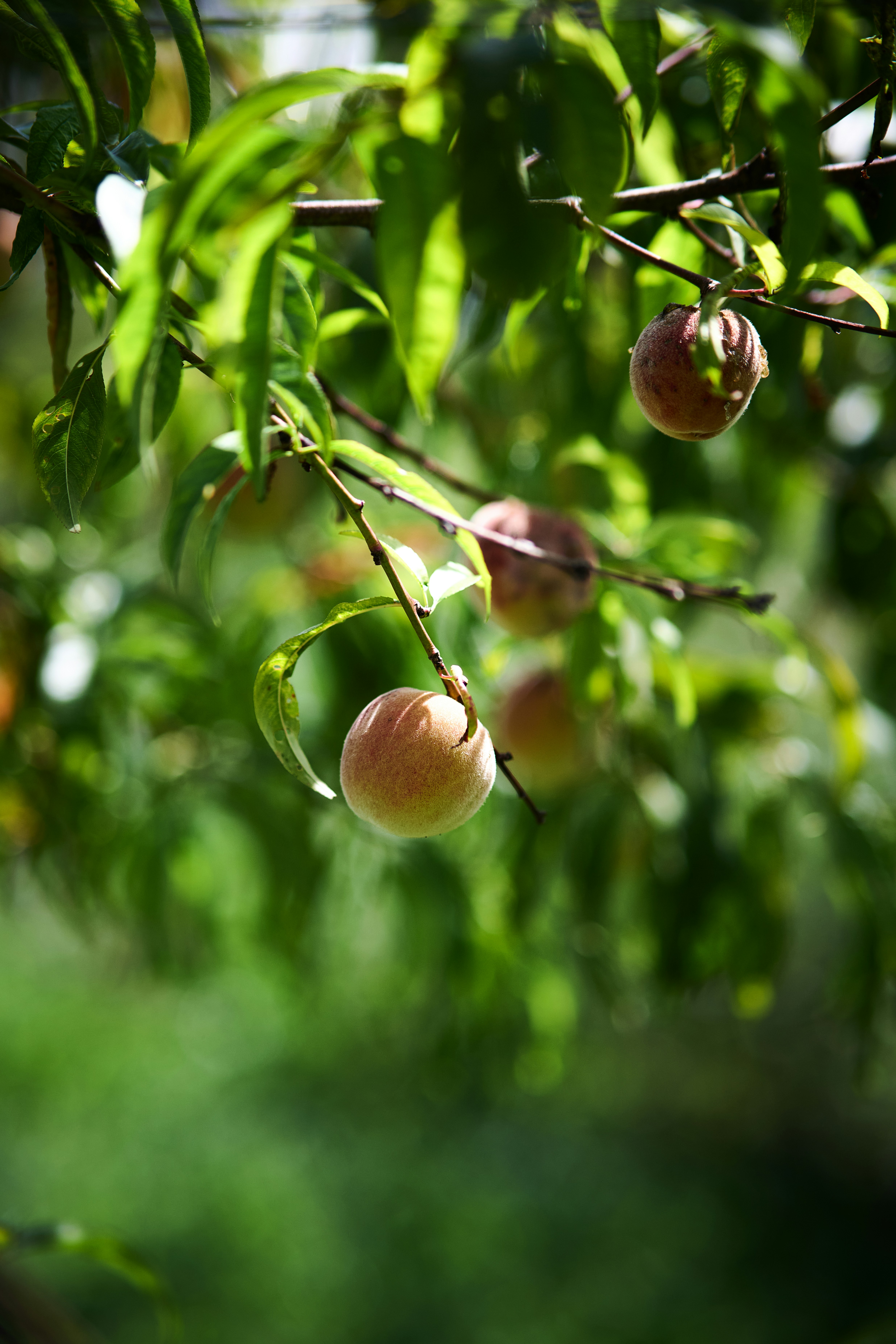 Photo by stefanschwinghammer