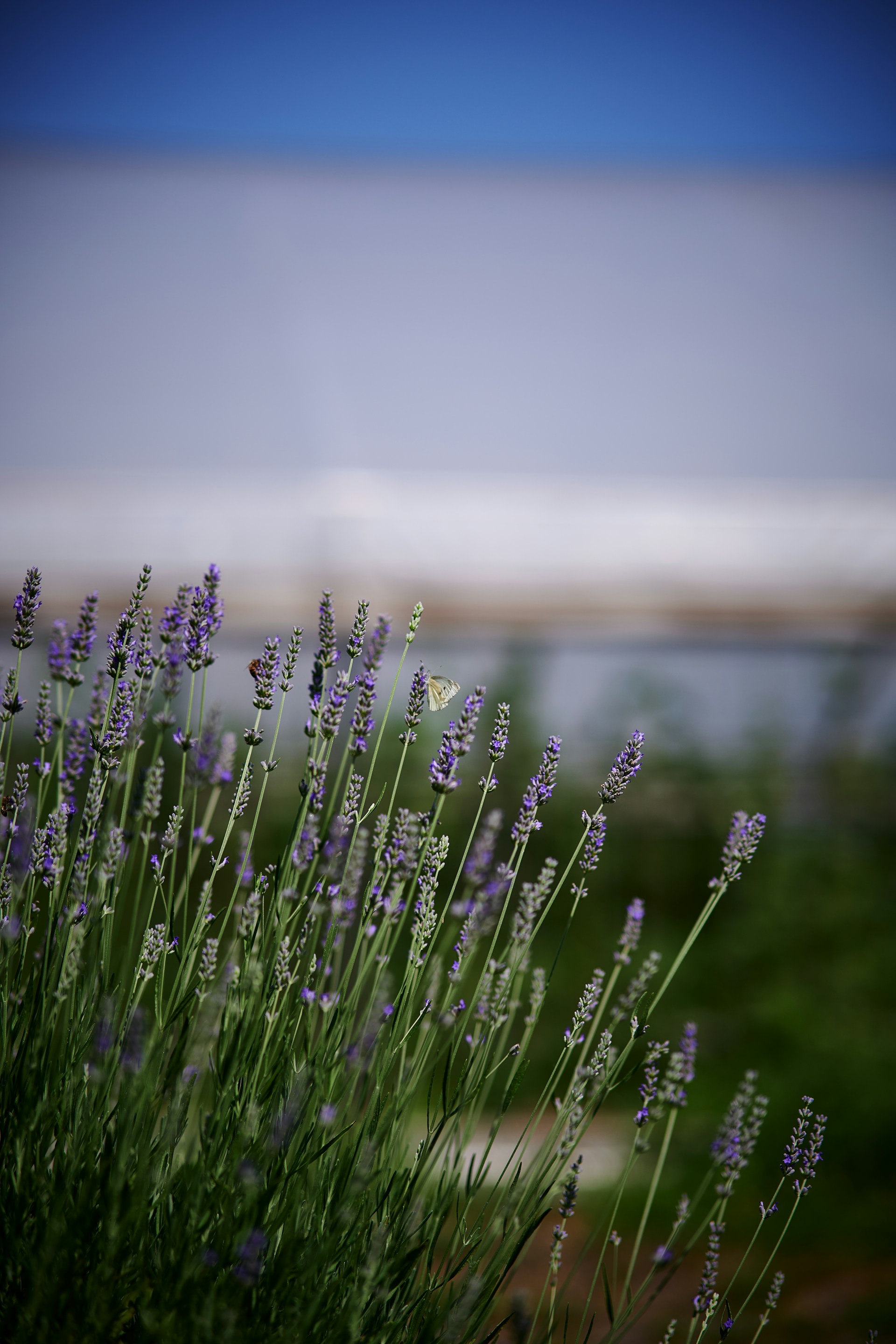 Lavender blooms with a butterfly in focus.