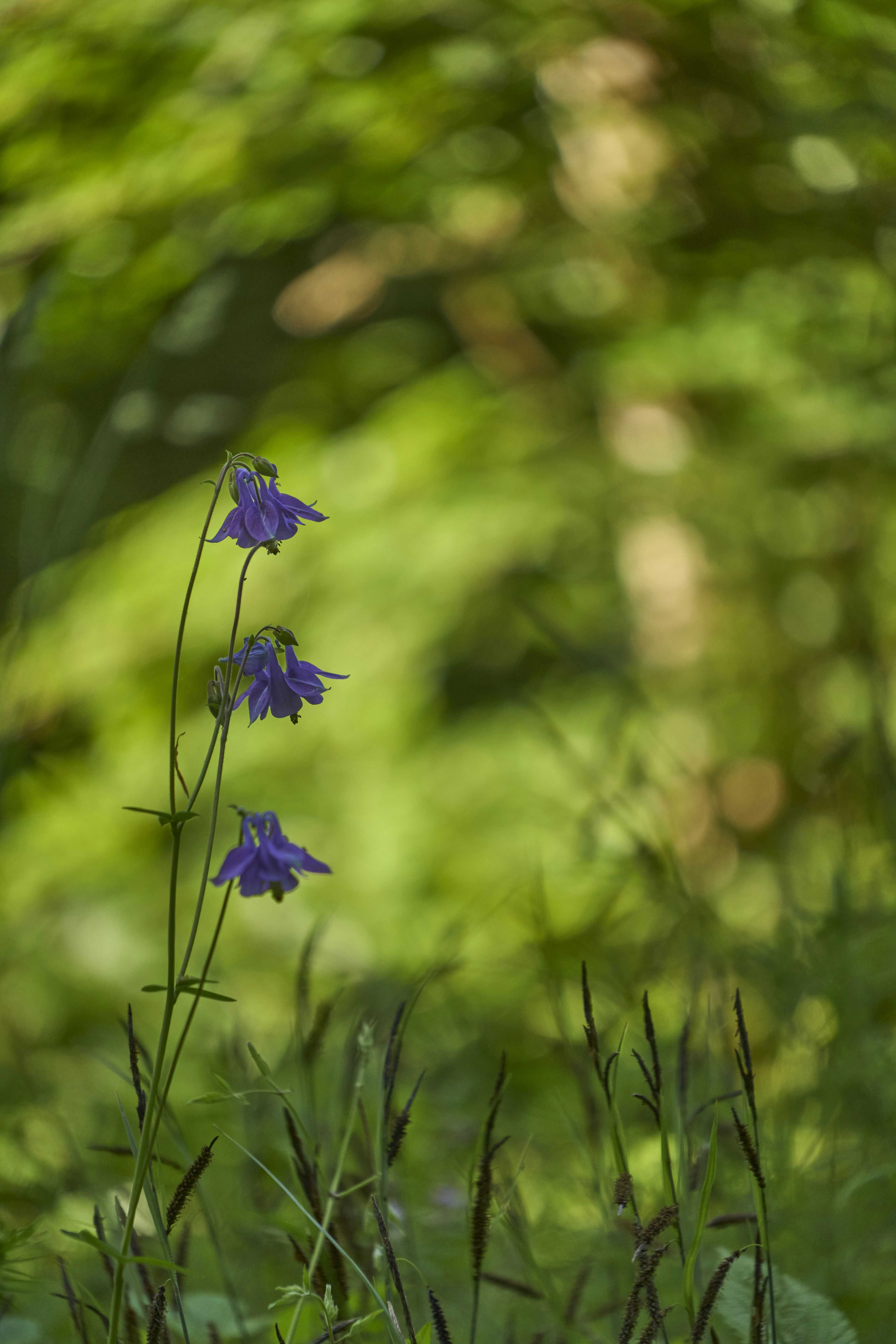 Photo by wolfgang_hasselmann