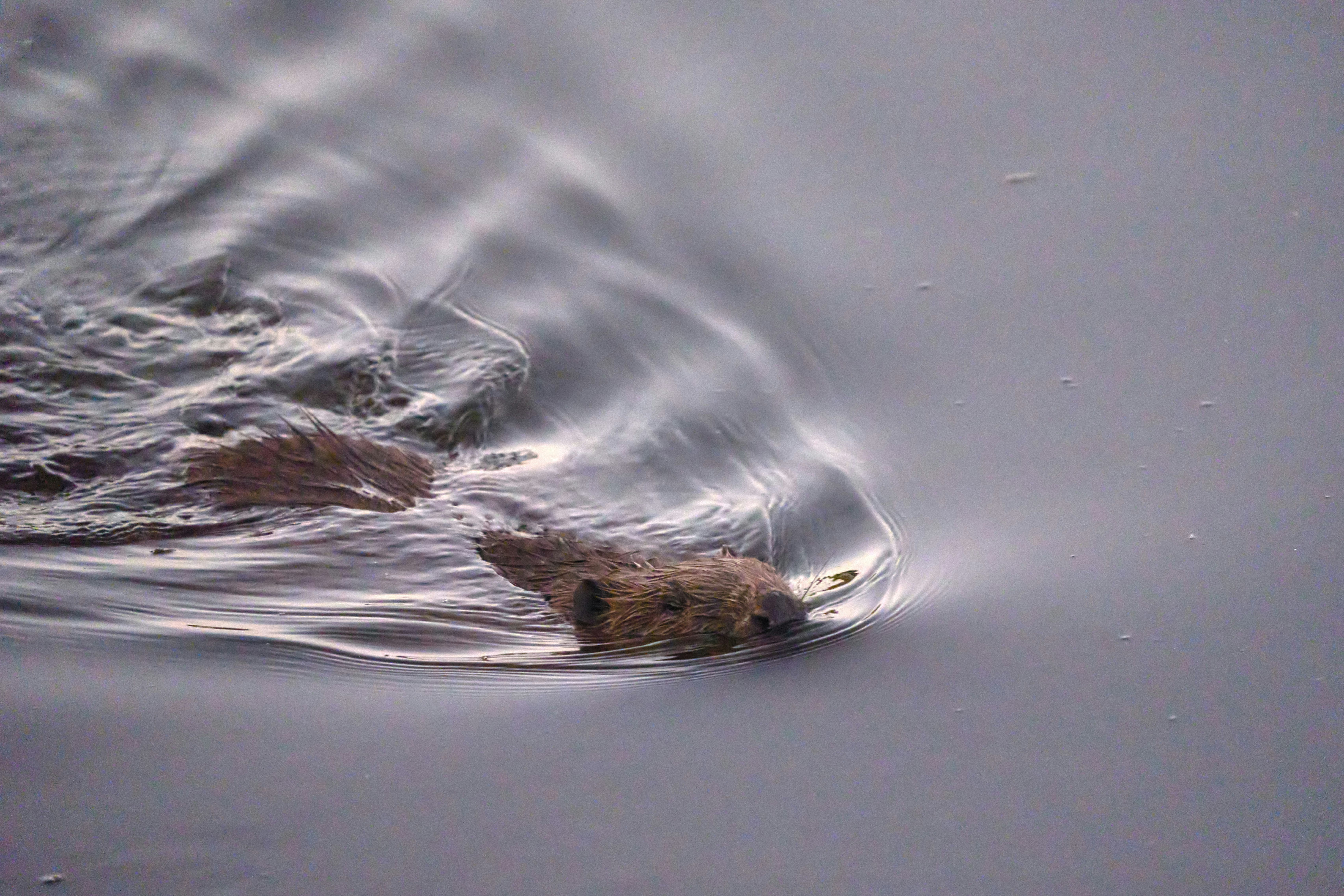 Photo by wolfgang_hasselmann