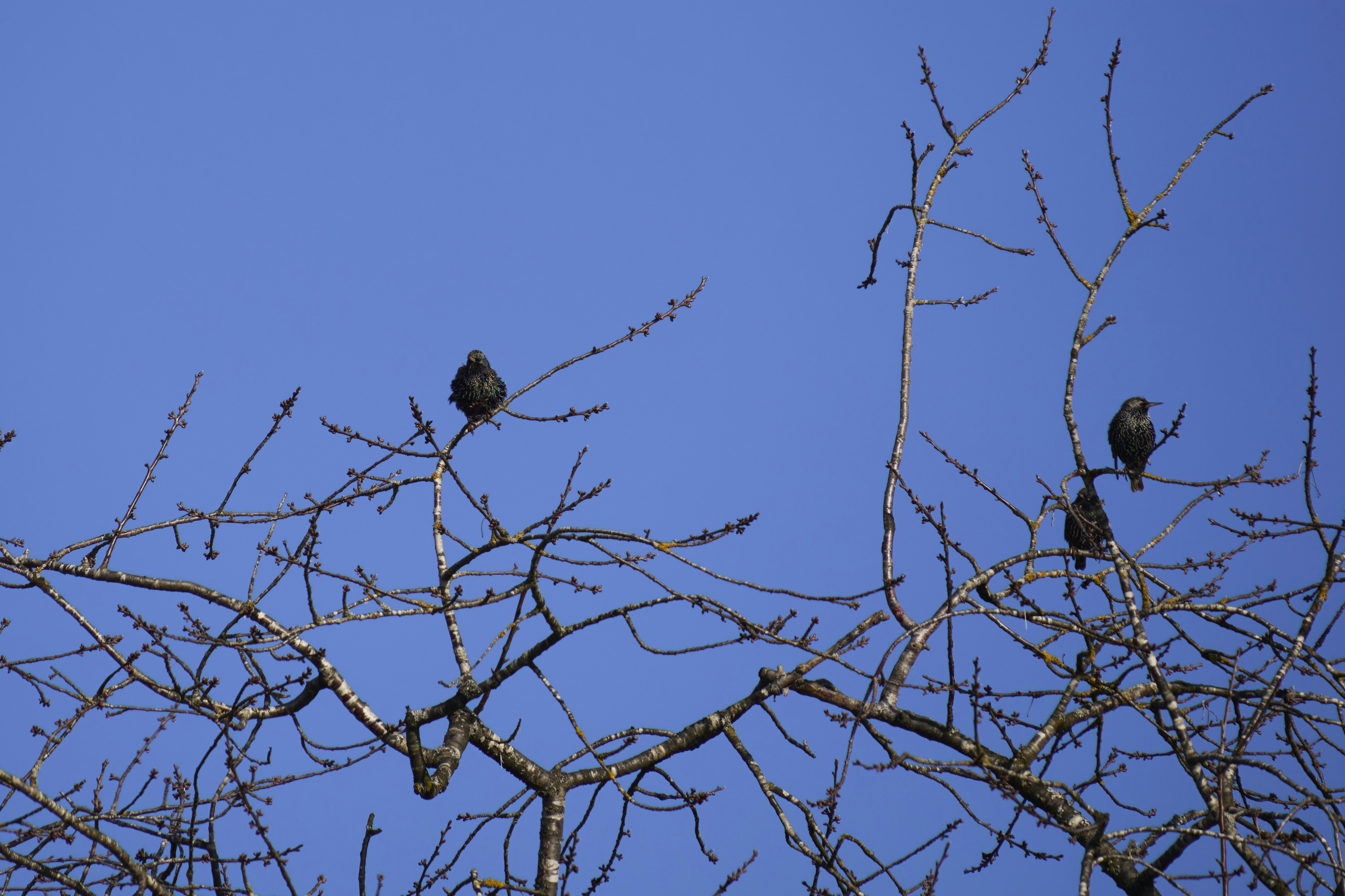 Photo by wolfgang_hasselmann