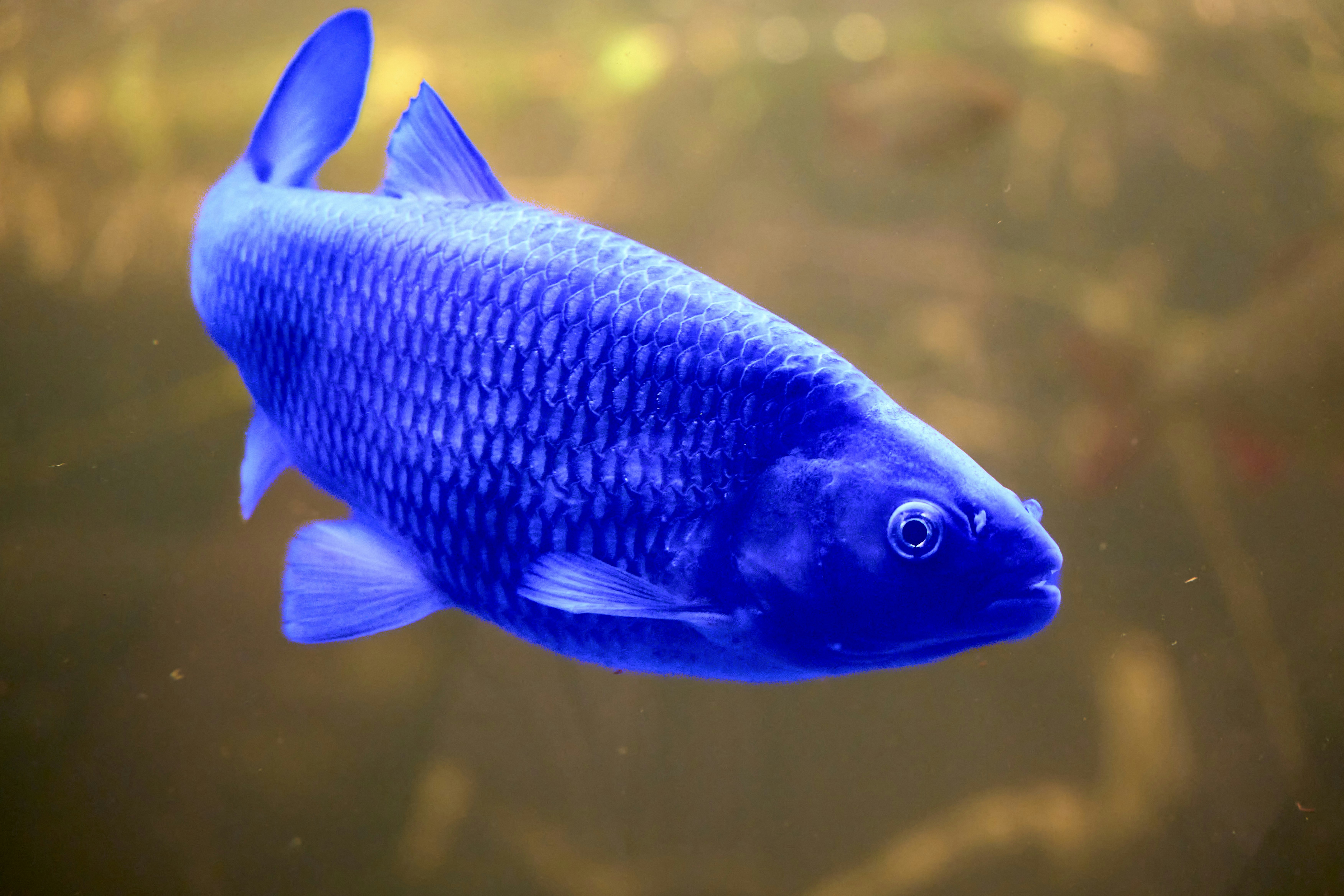 Photo by wolfgang_hasselmann