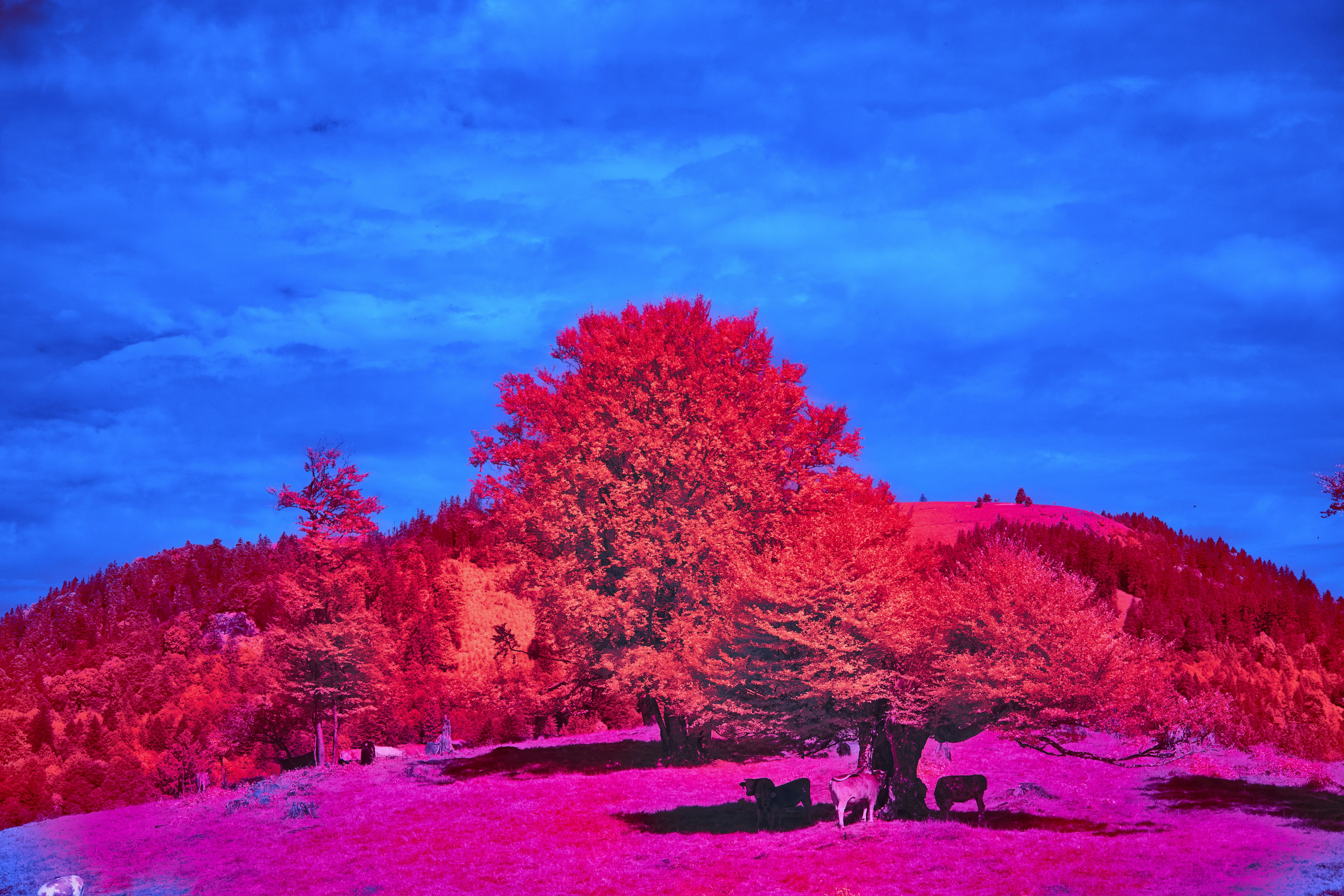 Photo by wolfgang_hasselmann