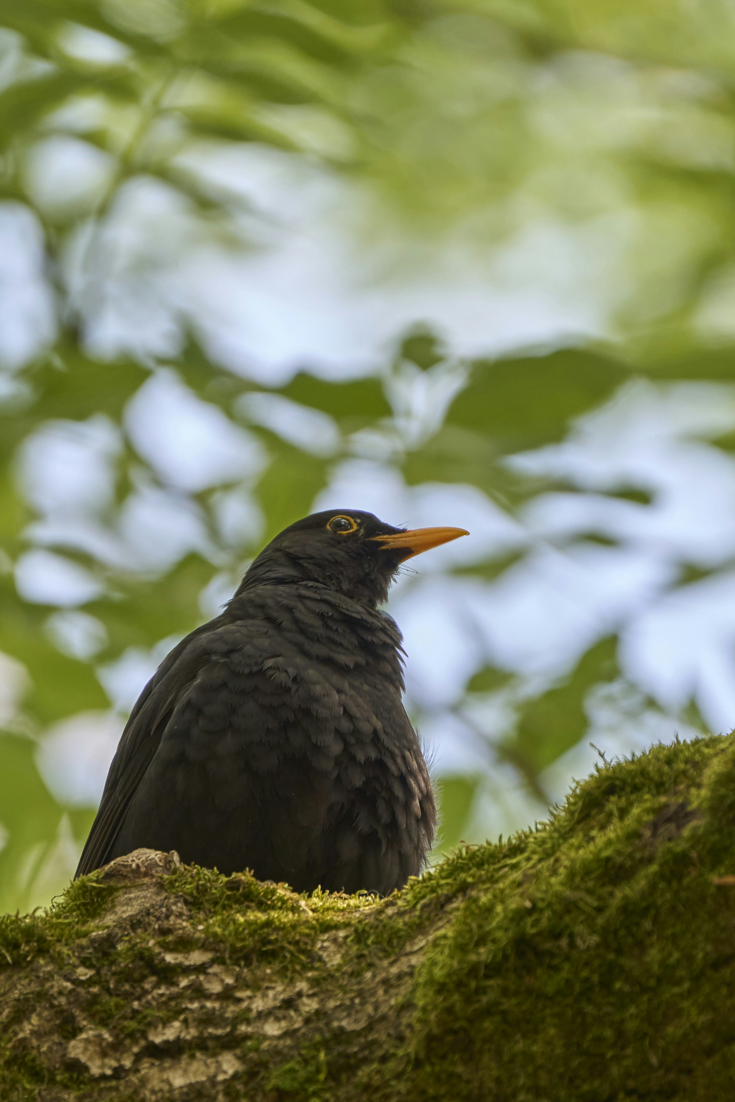 Photo by wolfgang_hasselmann