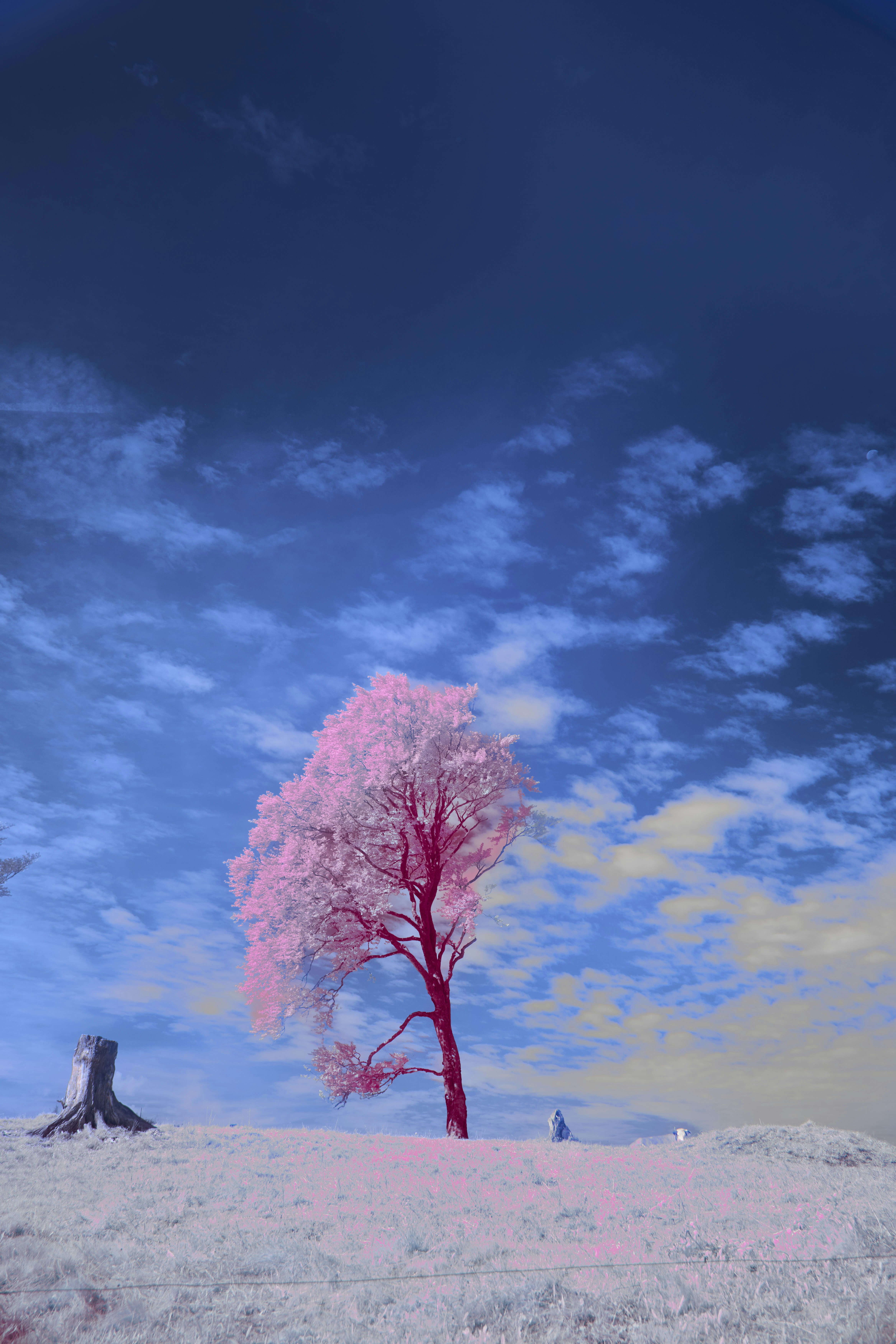 Photo by wolfgang_hasselmann