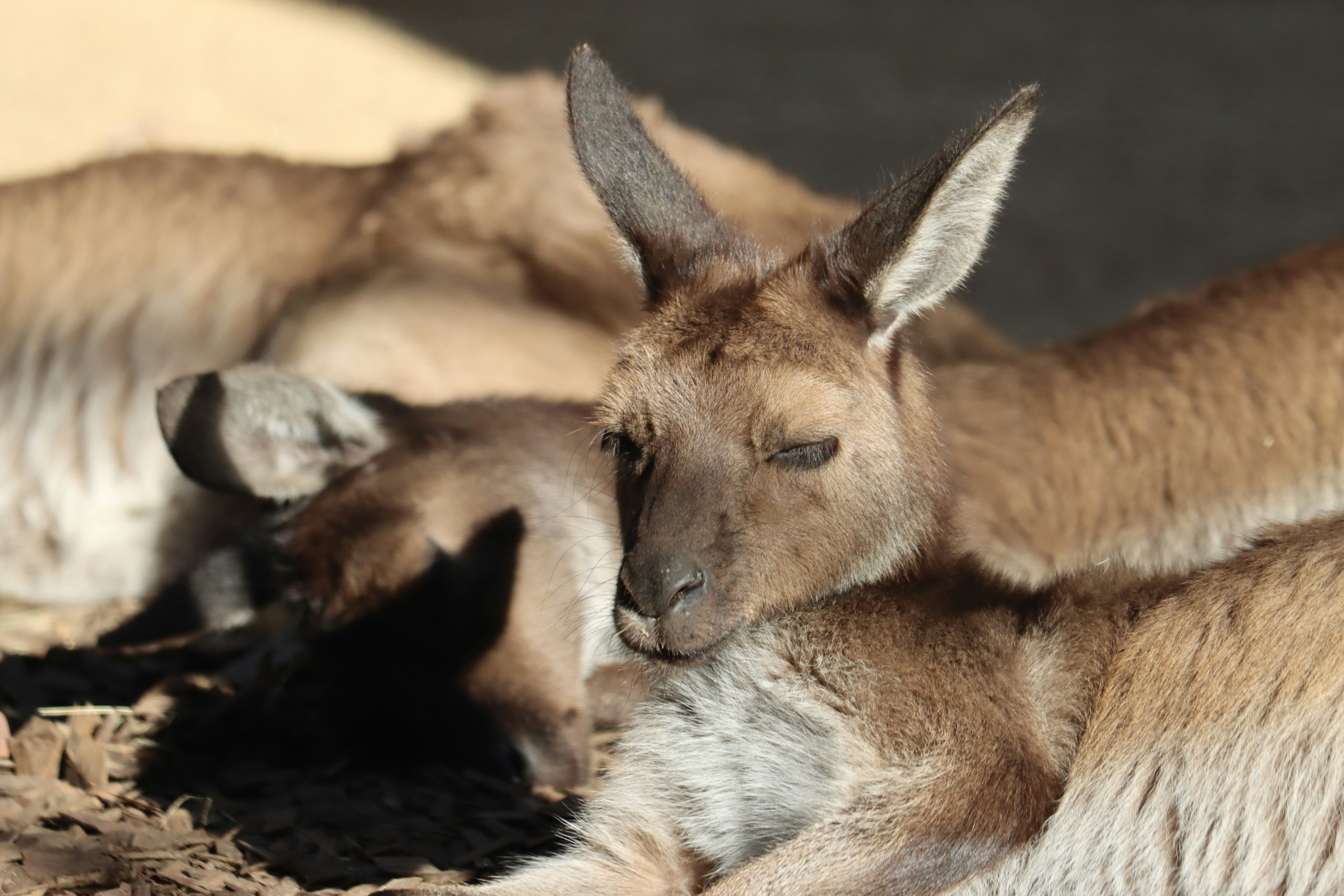 Kangaroos cuddle together, cozy and warm.