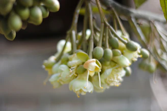 Close up of a cluster of pale yellow flowers