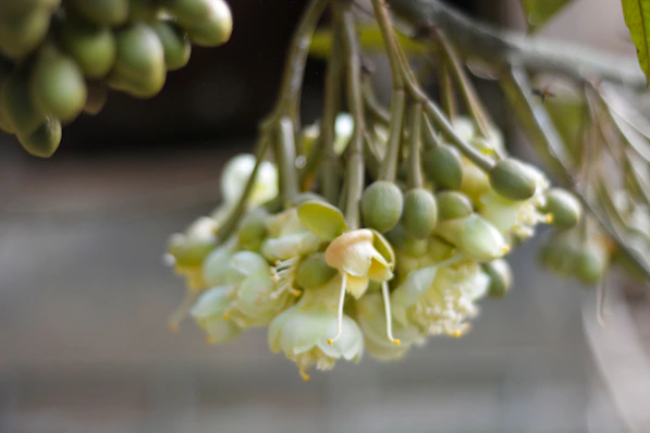 Close up of a cluster of pale yellow flowers