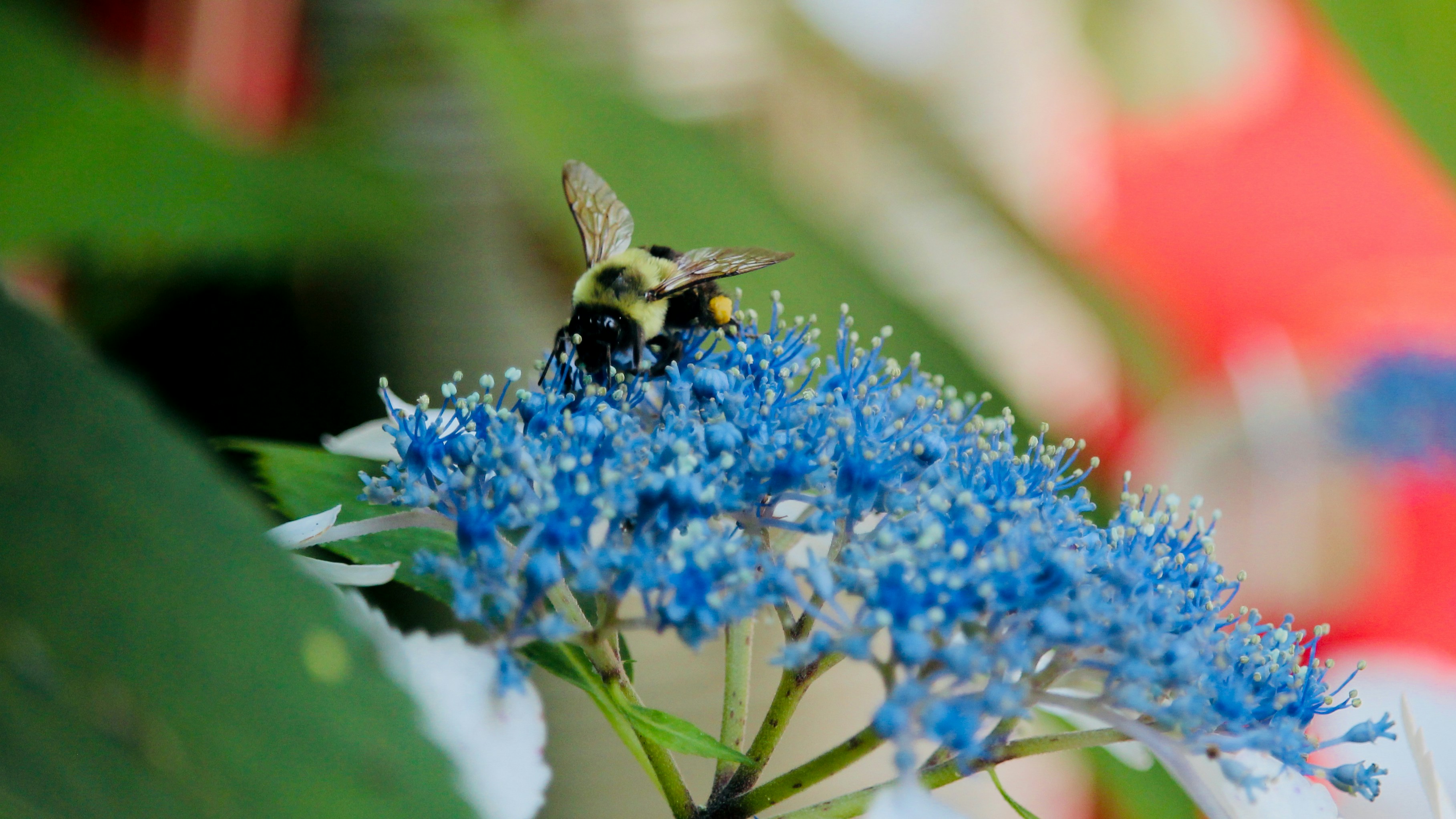 A bee is pollinating a bright blue flower.