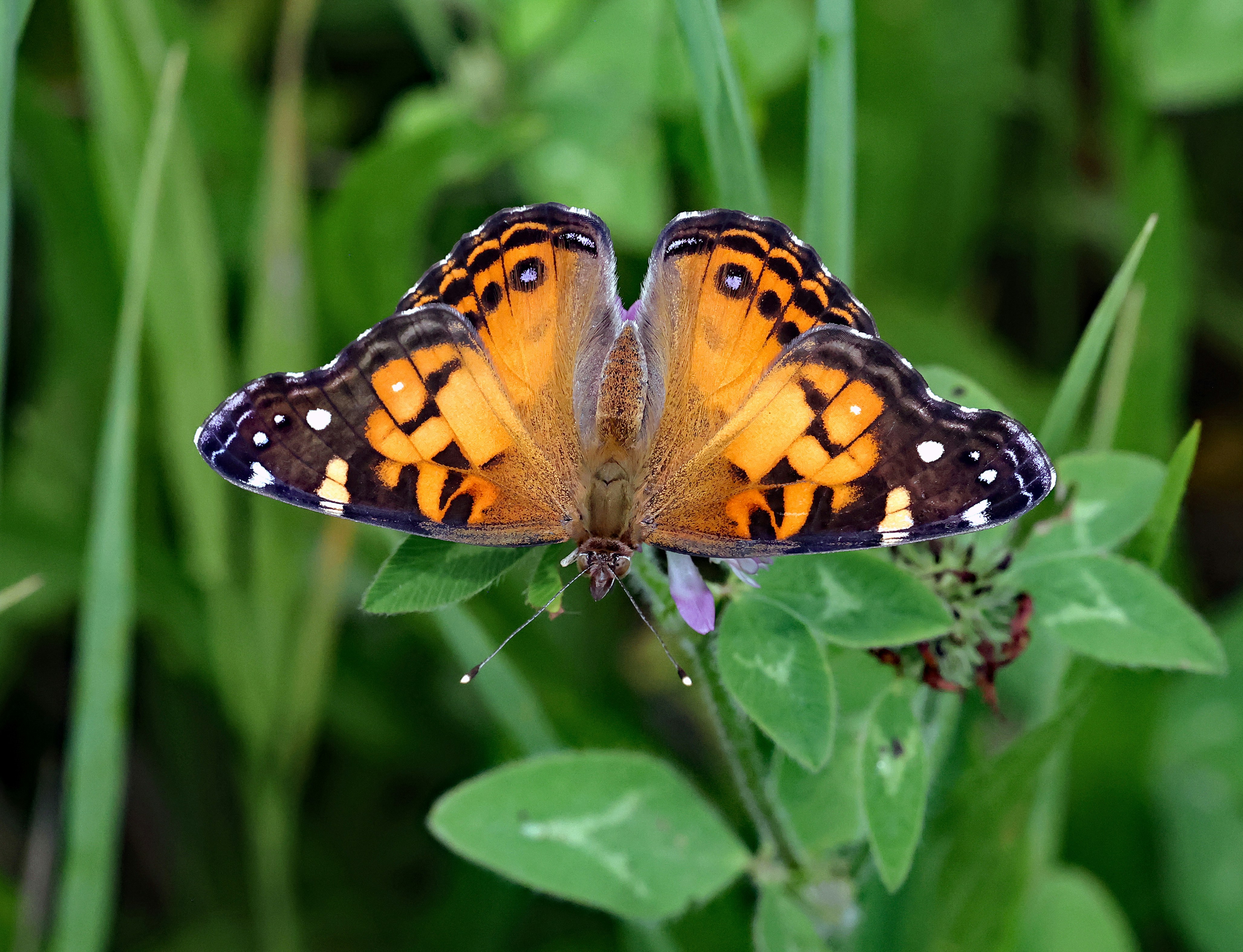 Photo by telliottmbamsc