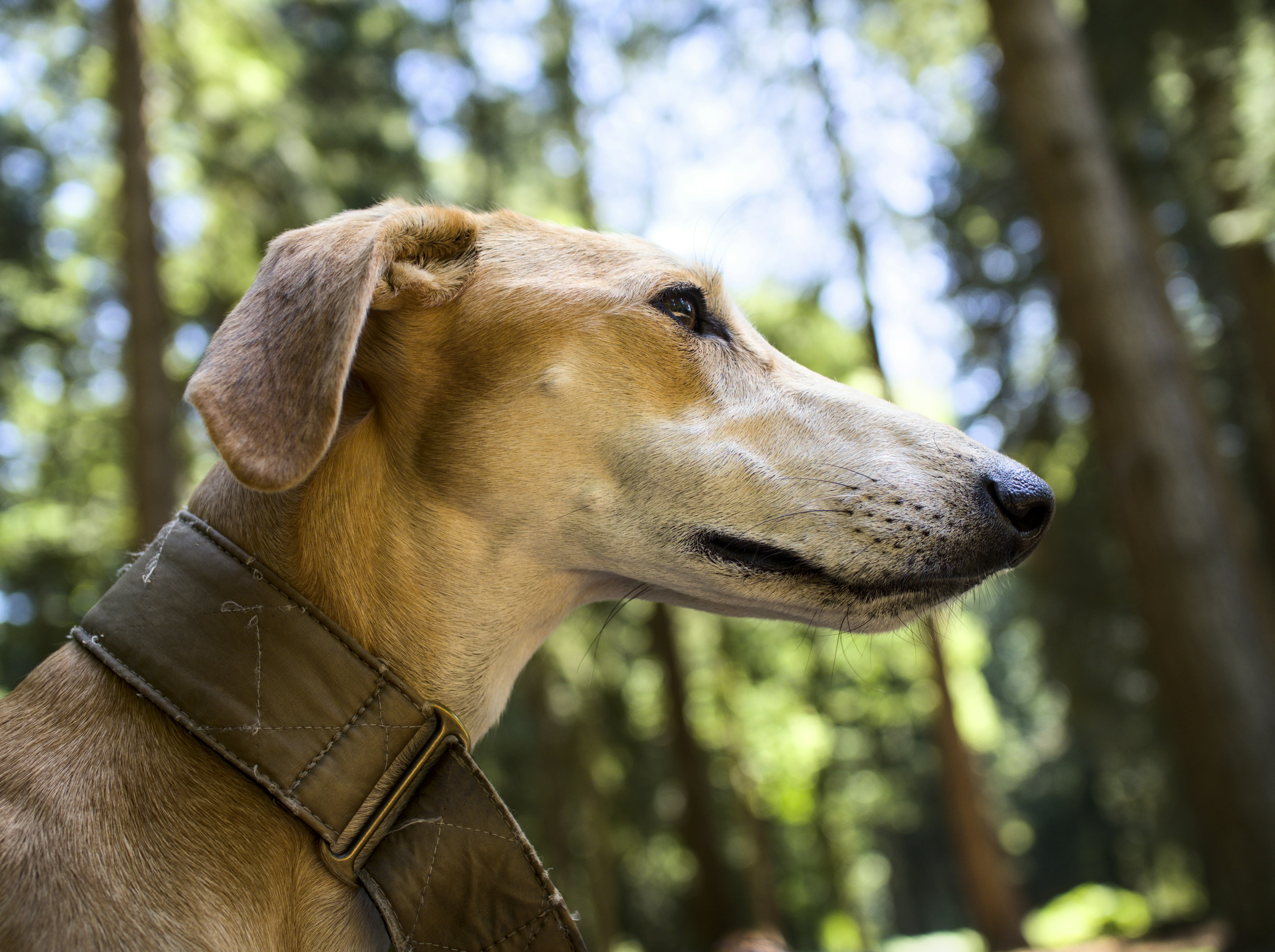 100 Days Of School Costumes Boys, Girls, Prep + Teacher Outfits