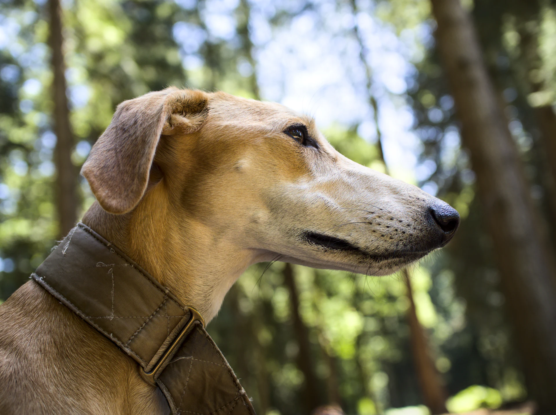 A Saluki