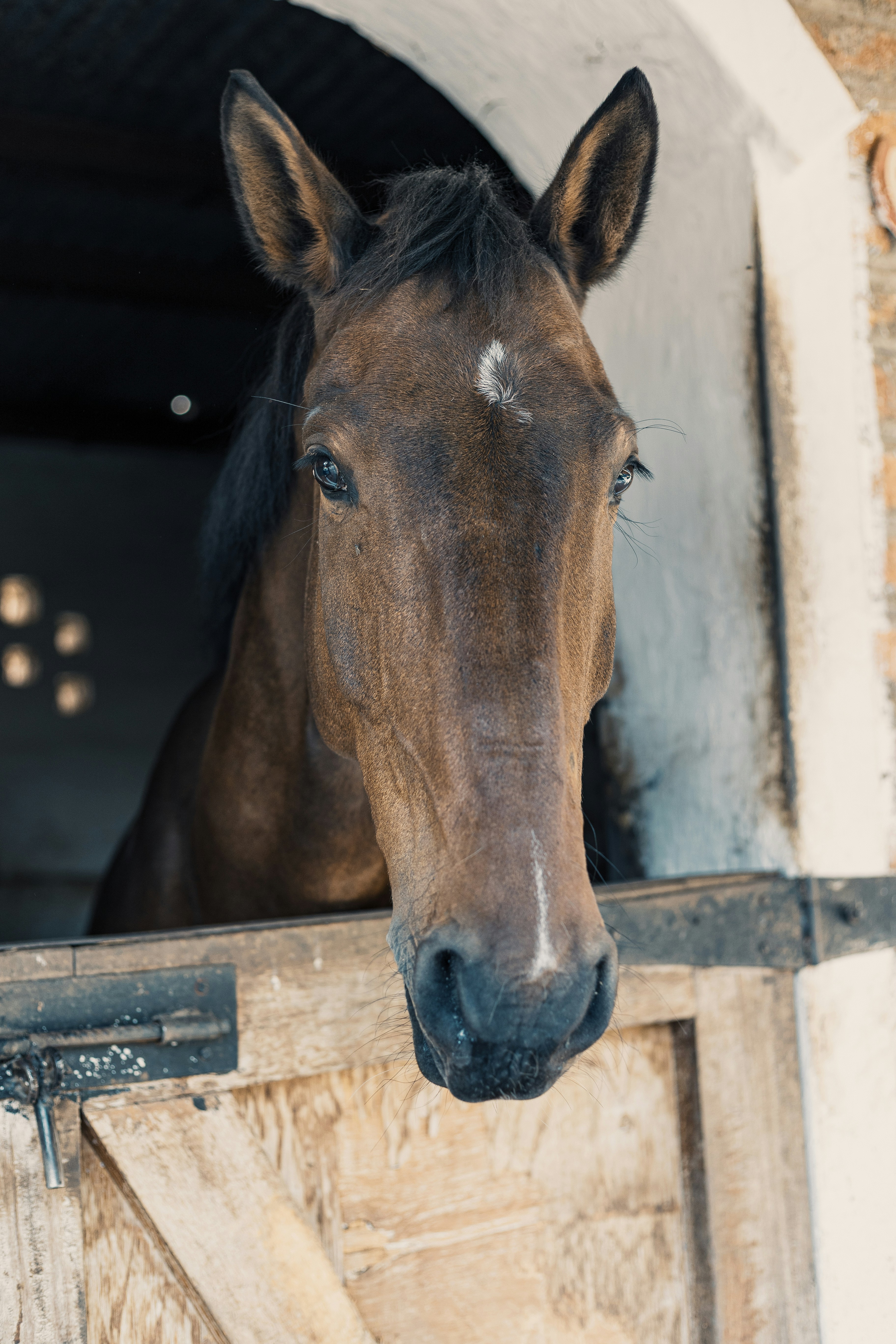 Ein braunes Pferd lugt aus einem Stall.