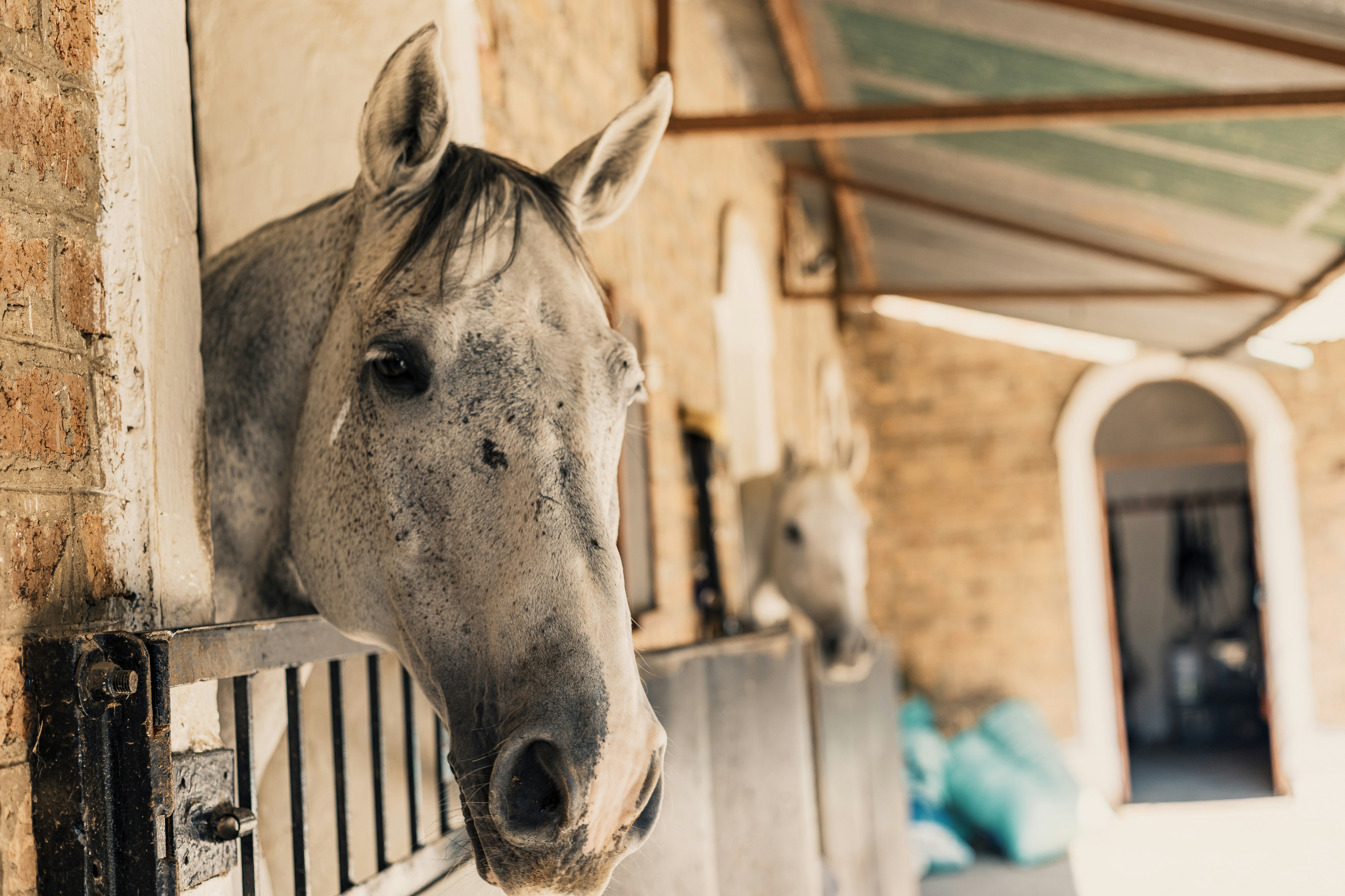 Pferde schauen aus ihren Ställen.