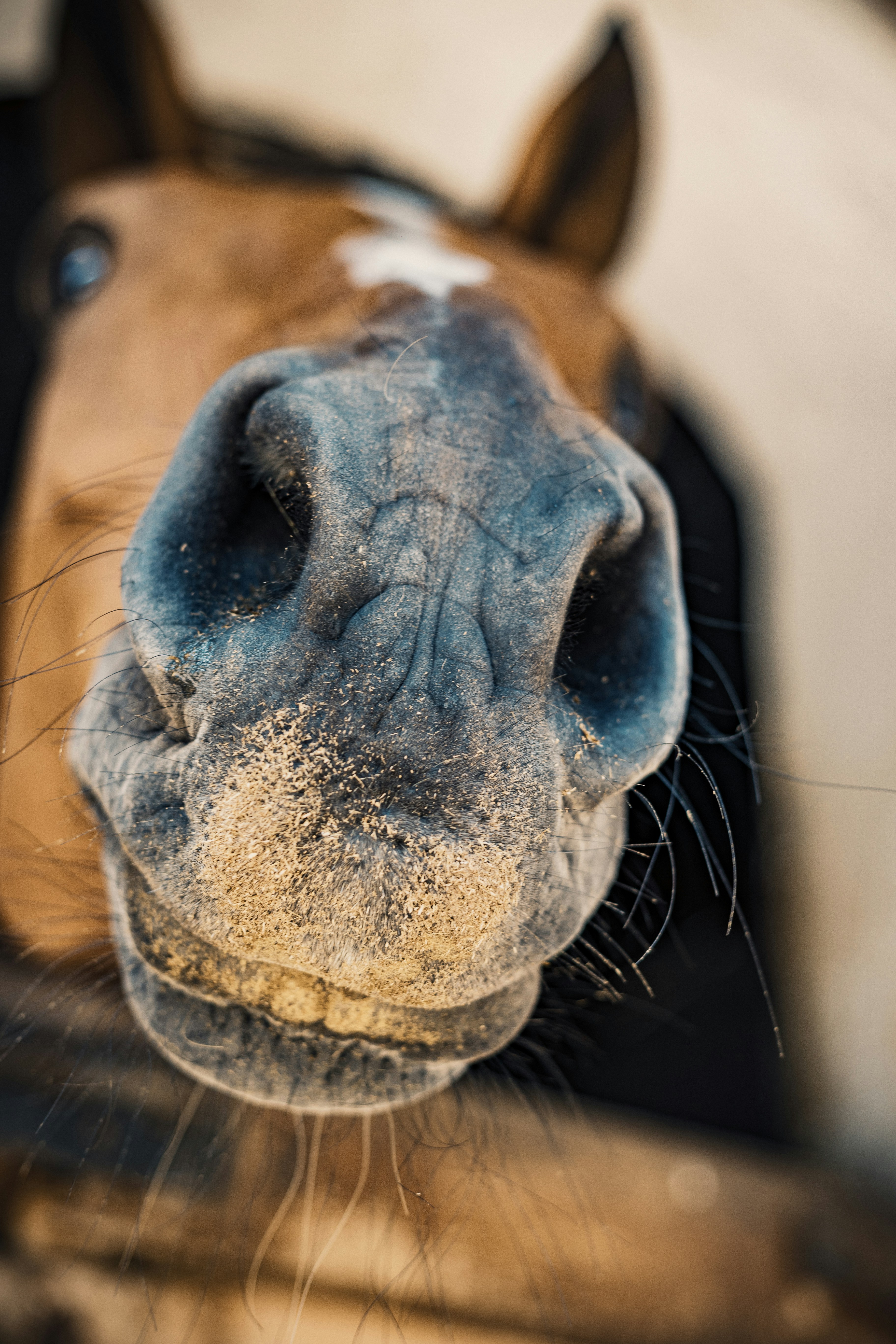 Eine Nahaufnahme zeigt die Schnauze eines Pferdes.