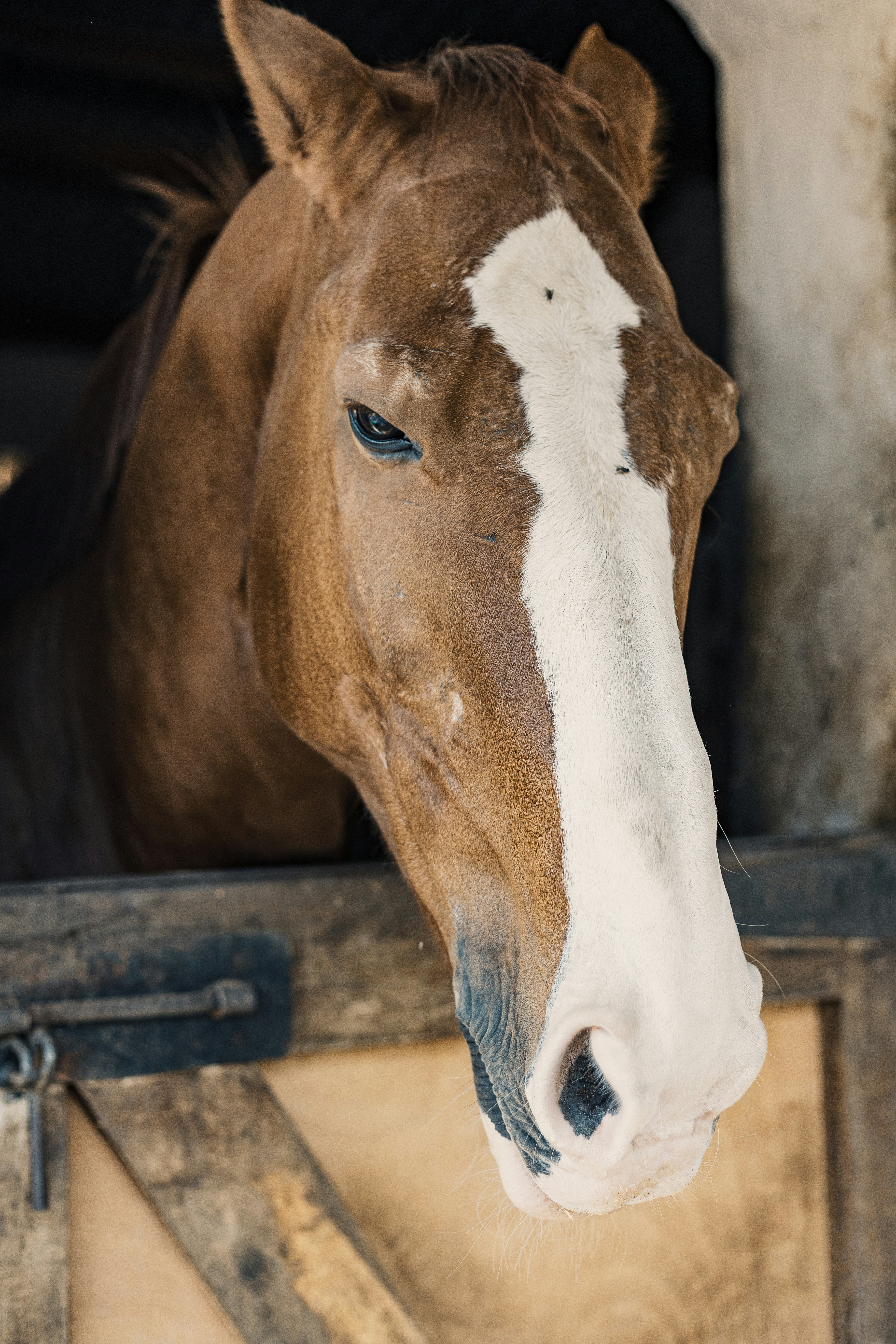 Ein braunes Pferd mit weißer Blesse schaut herüber.