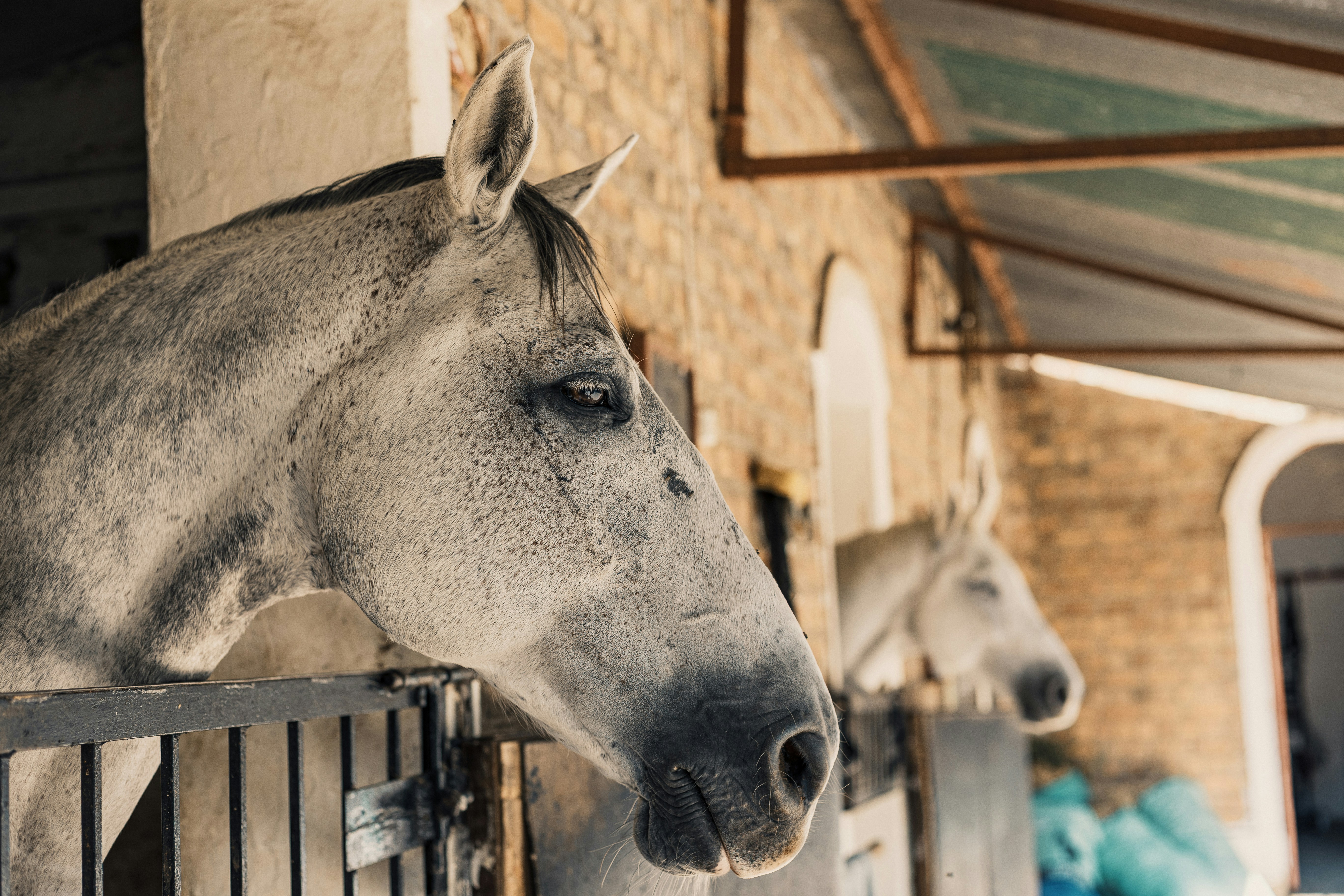 Pferde lugen aus ihren Boxen hervor.