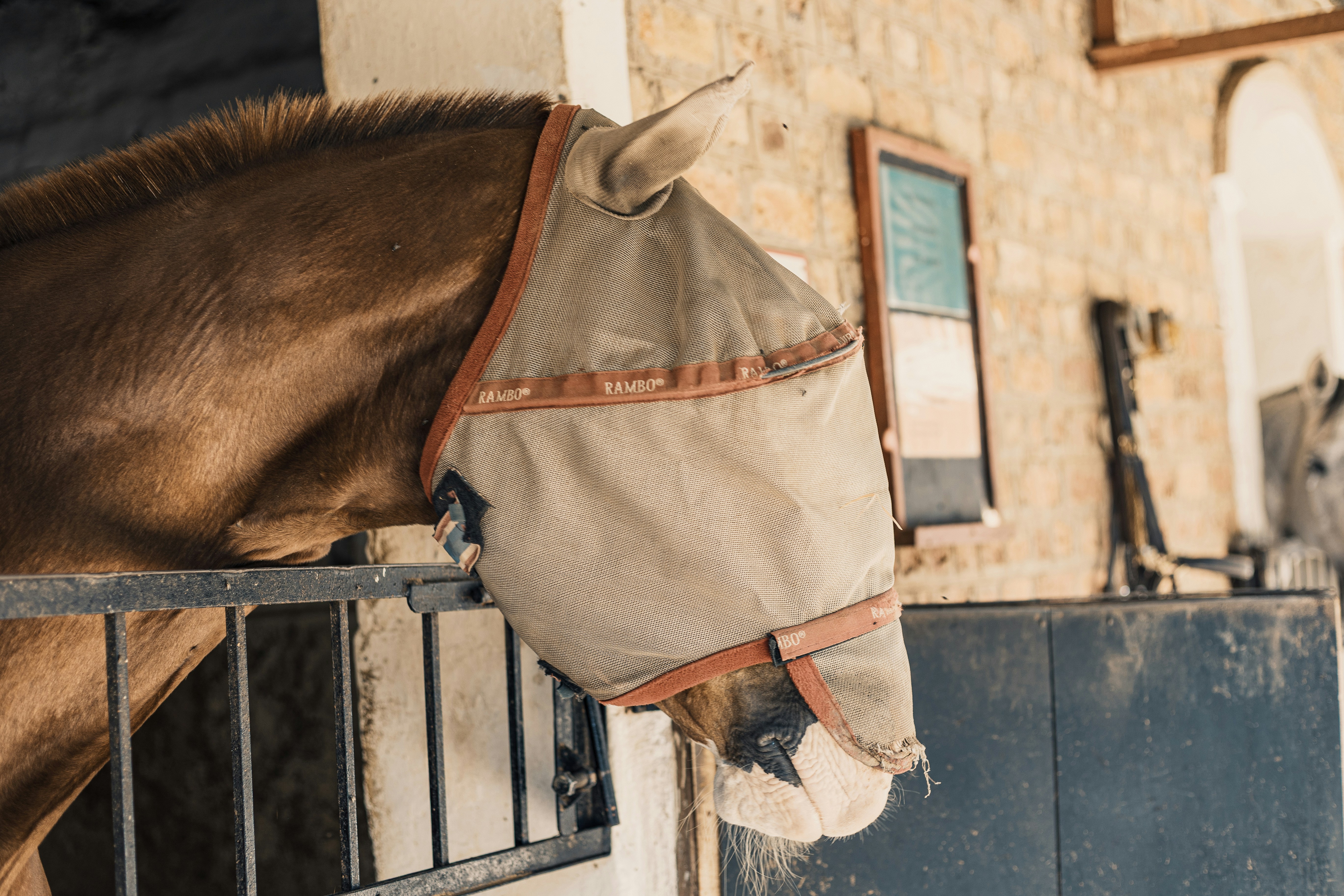 Ein Pferd mit Fliegenmaske in seiner Box.