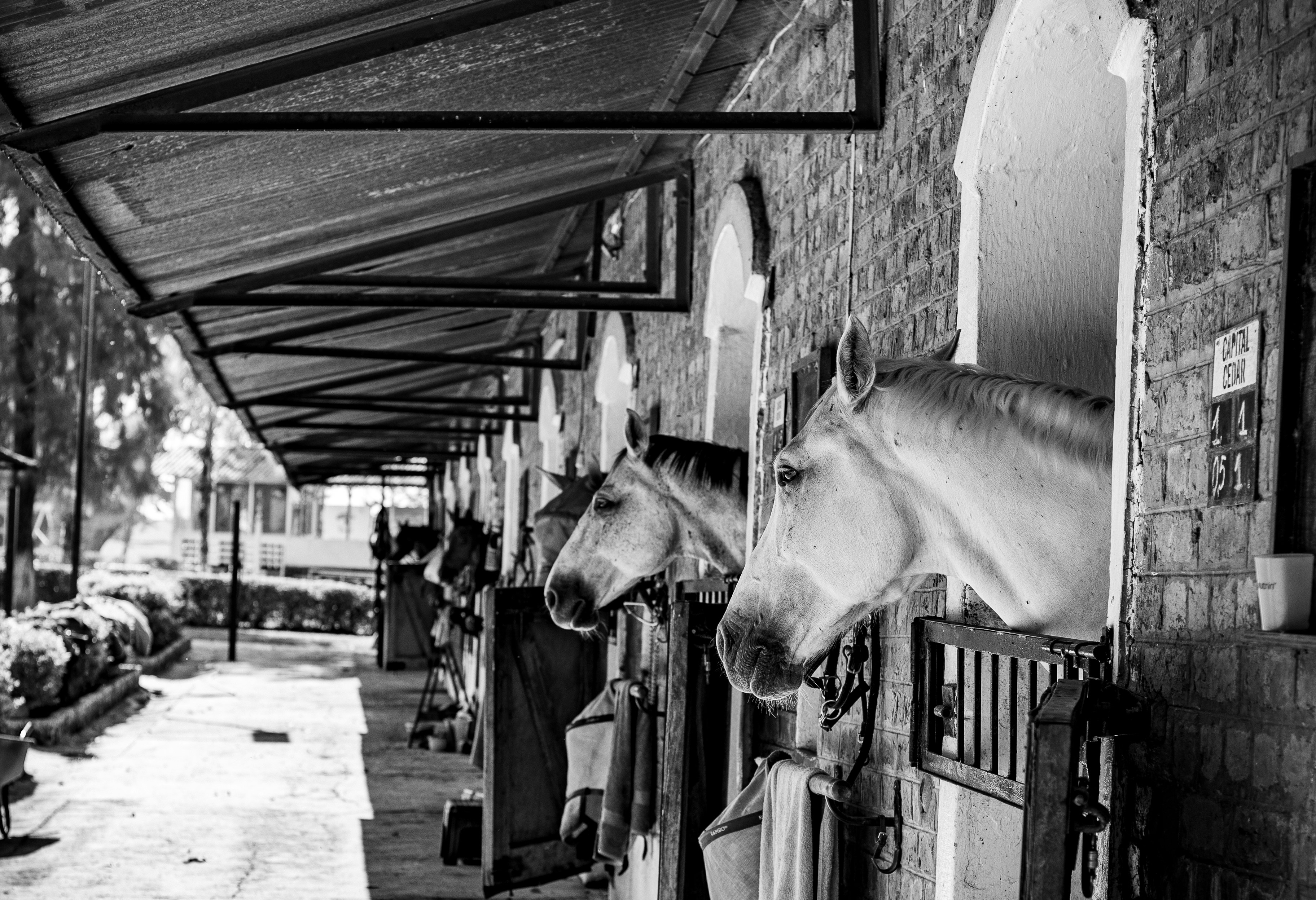 Pferde lugen aus ihren Boxen in einer Scheune.