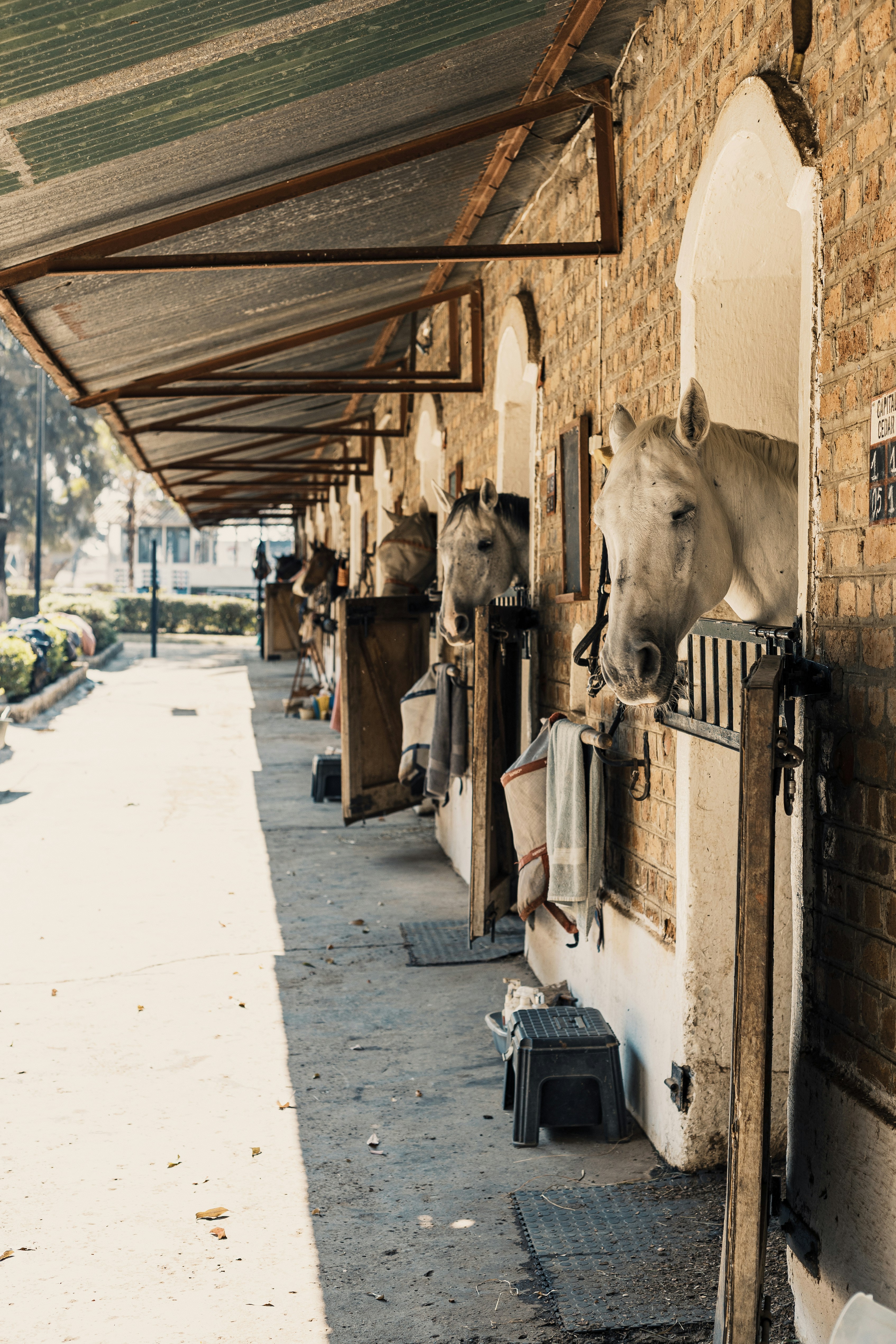 Pferde lugen aus ihren Ställen hervor.